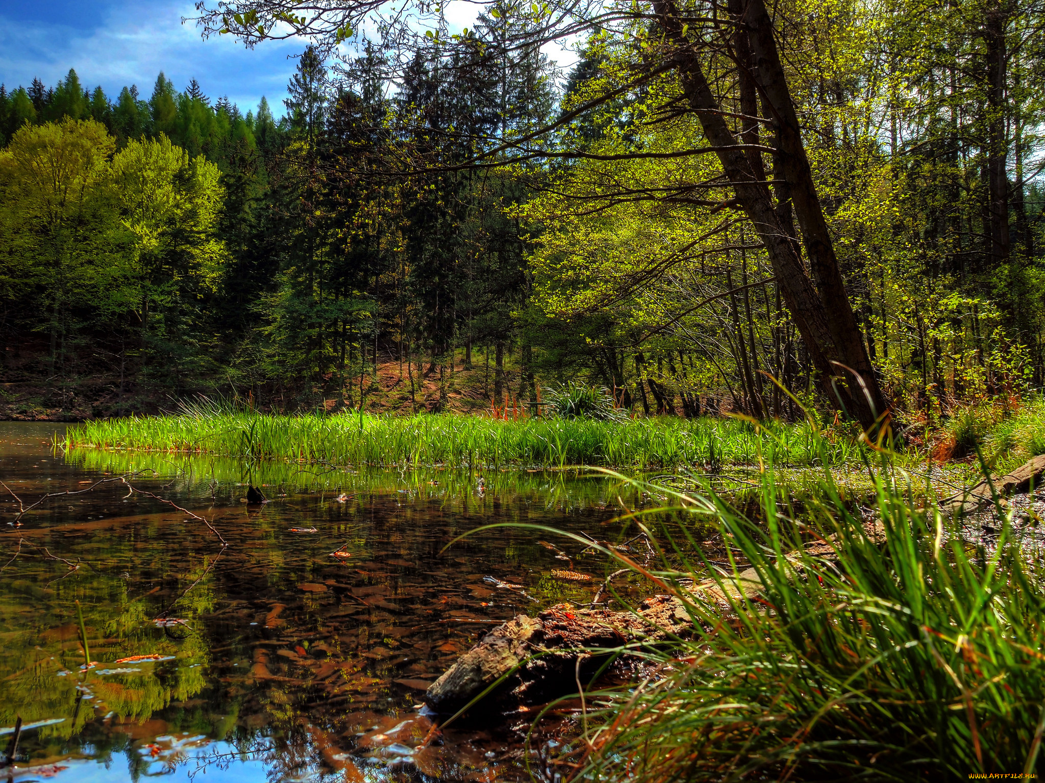 природа, реки, озера, лес, река