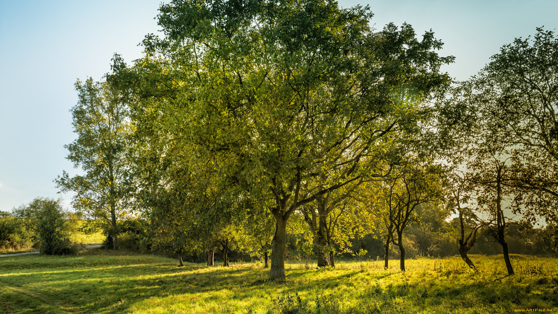 природа, деревья, простор