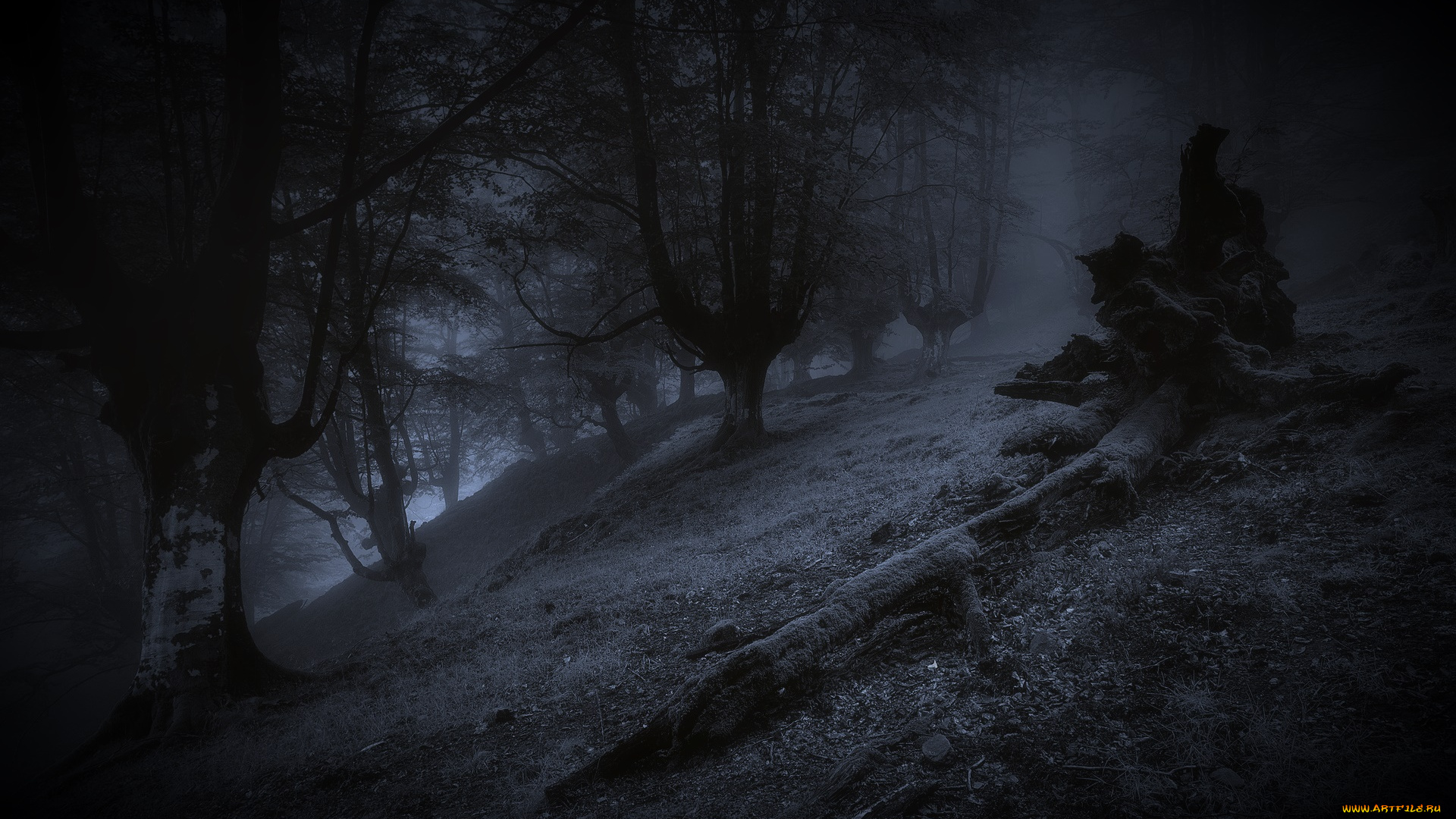 природа, лес, ночь