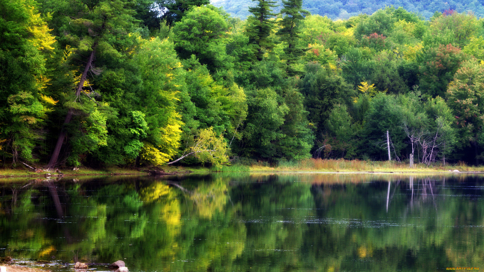 природа, реки, озера, лес, река