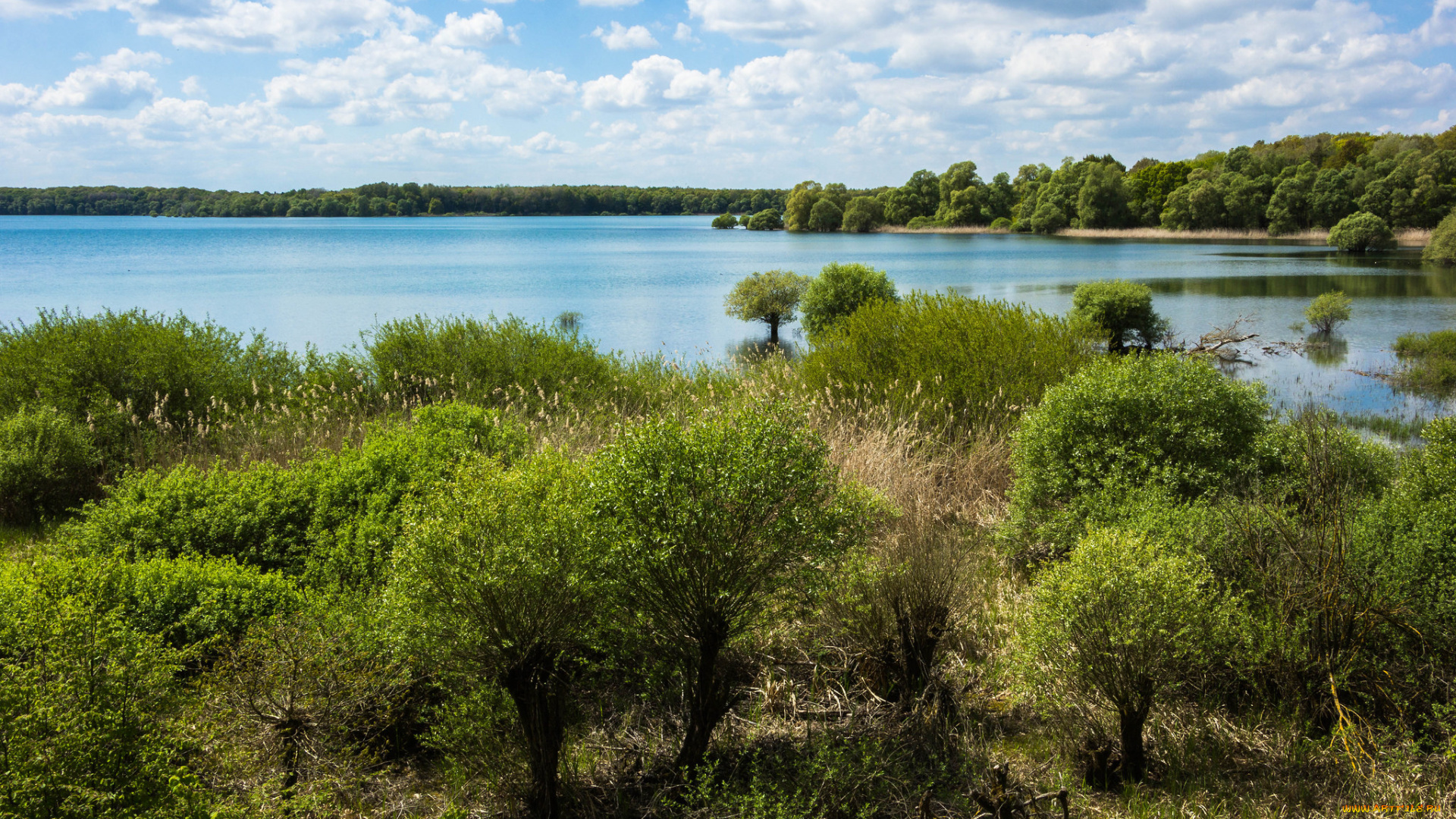 природа, реки, озера, лес, река