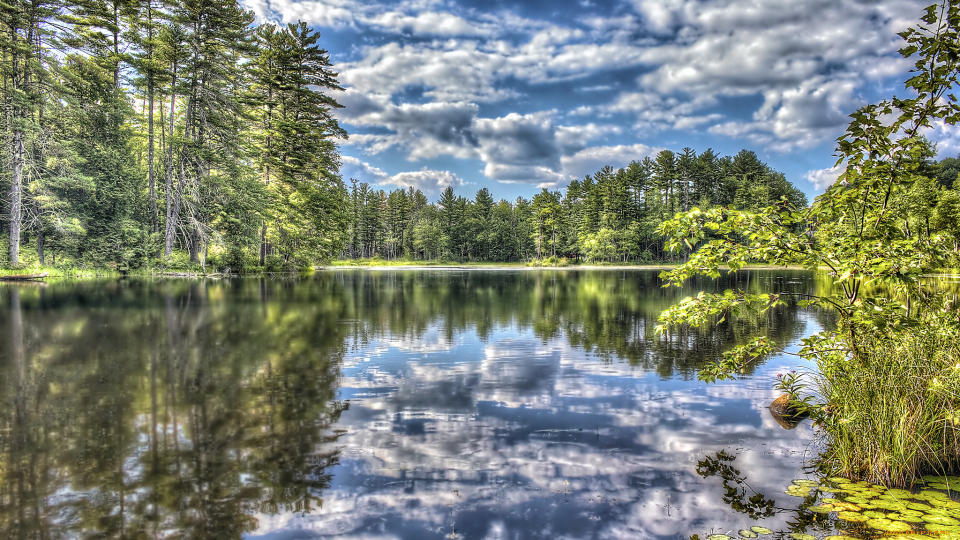 природа, реки, озера, лес, река