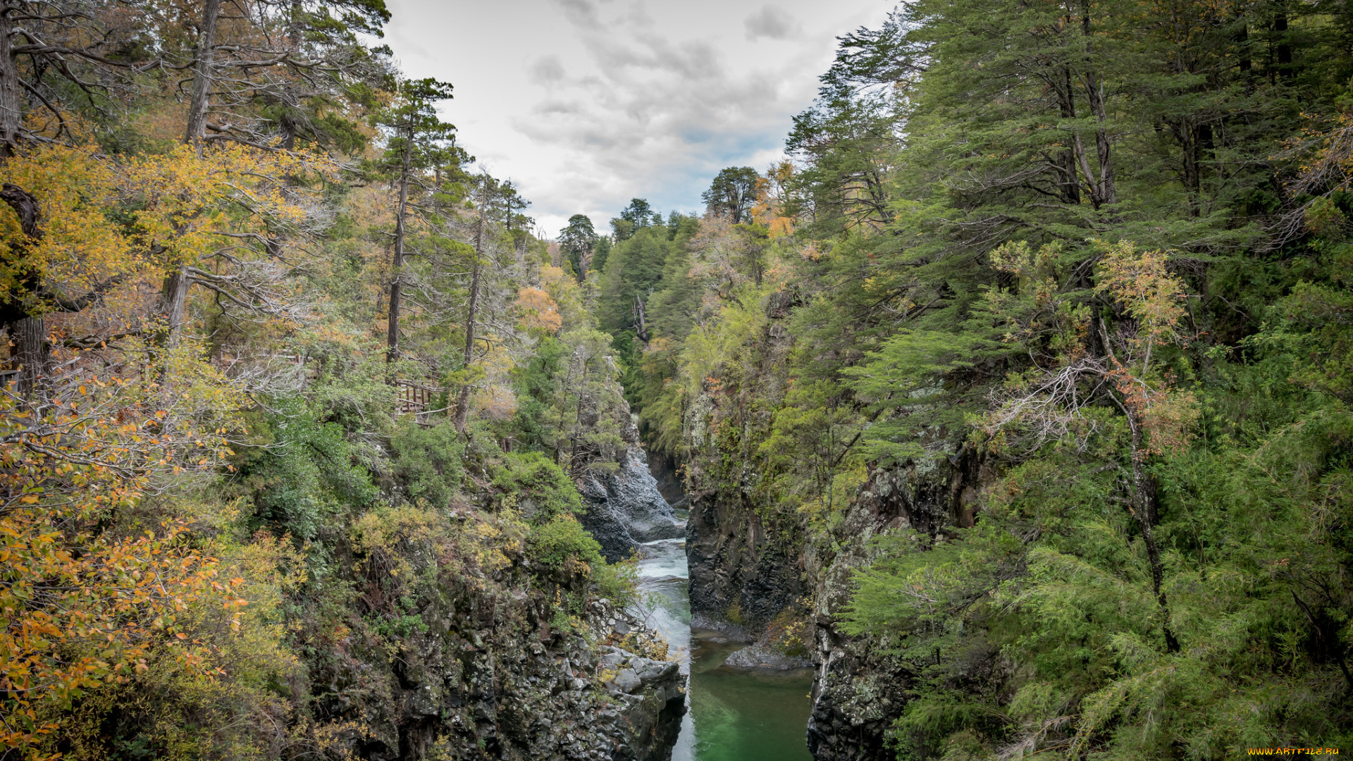 природа, реки, озера, лес, река