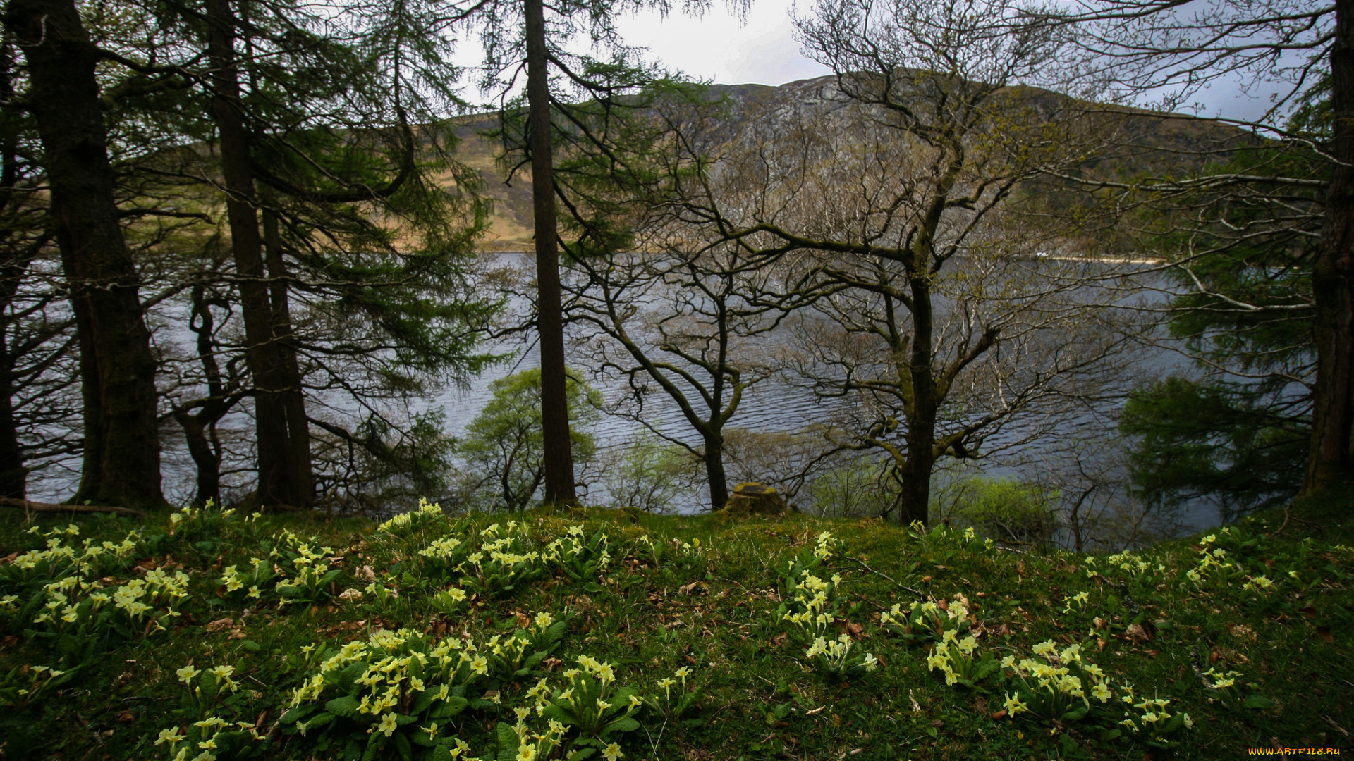 природа, реки, озера, лес, река