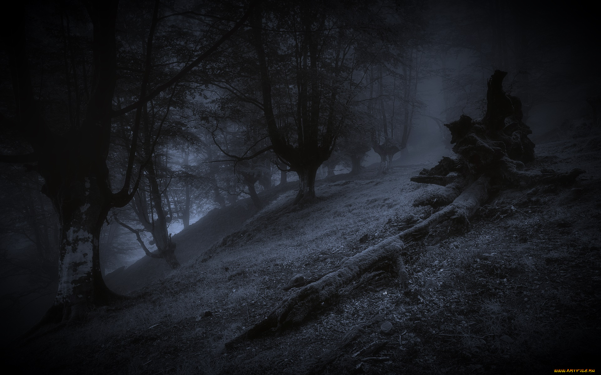 природа, лес, ночь