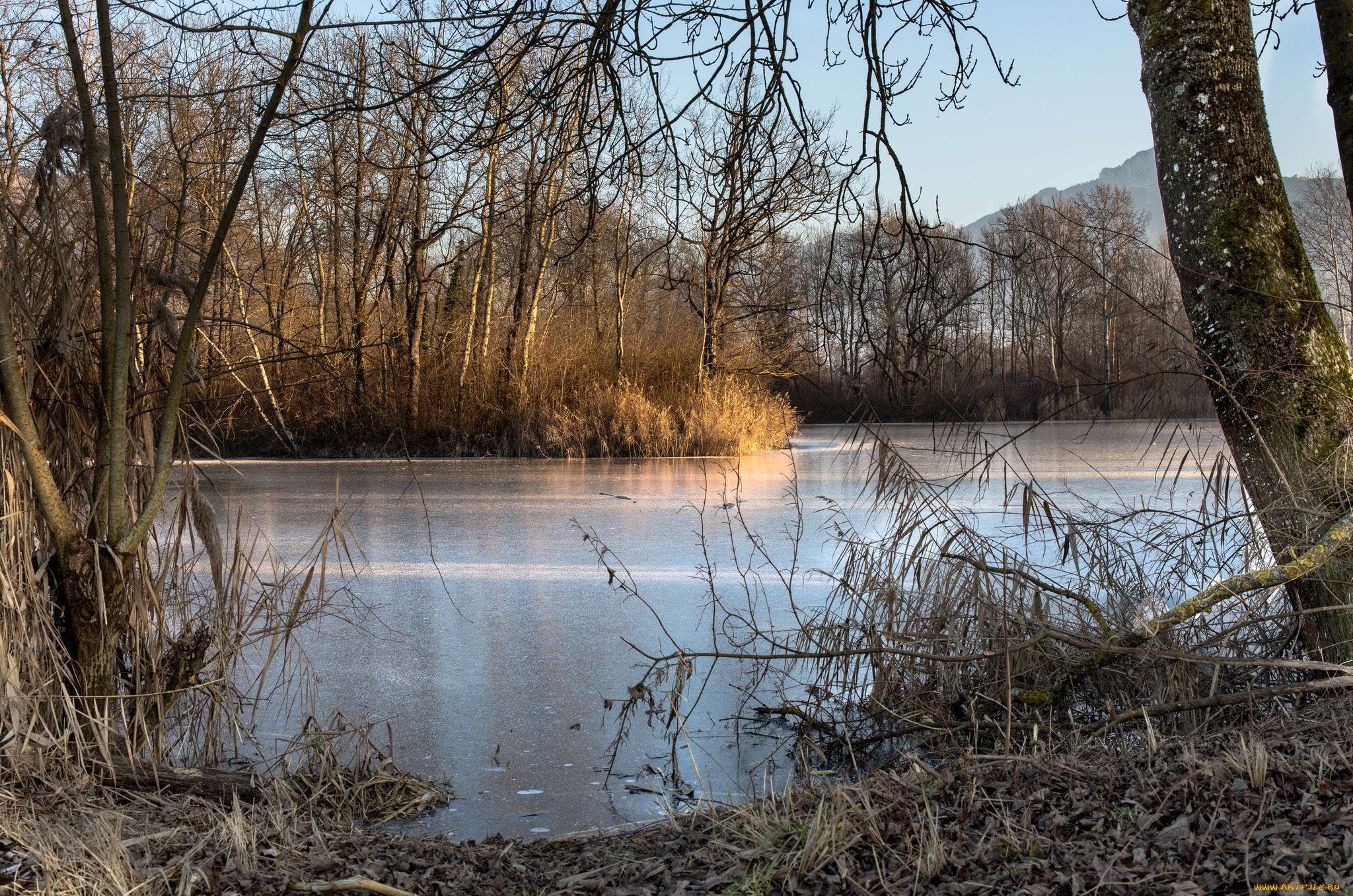 природа, реки, озера, река, лес