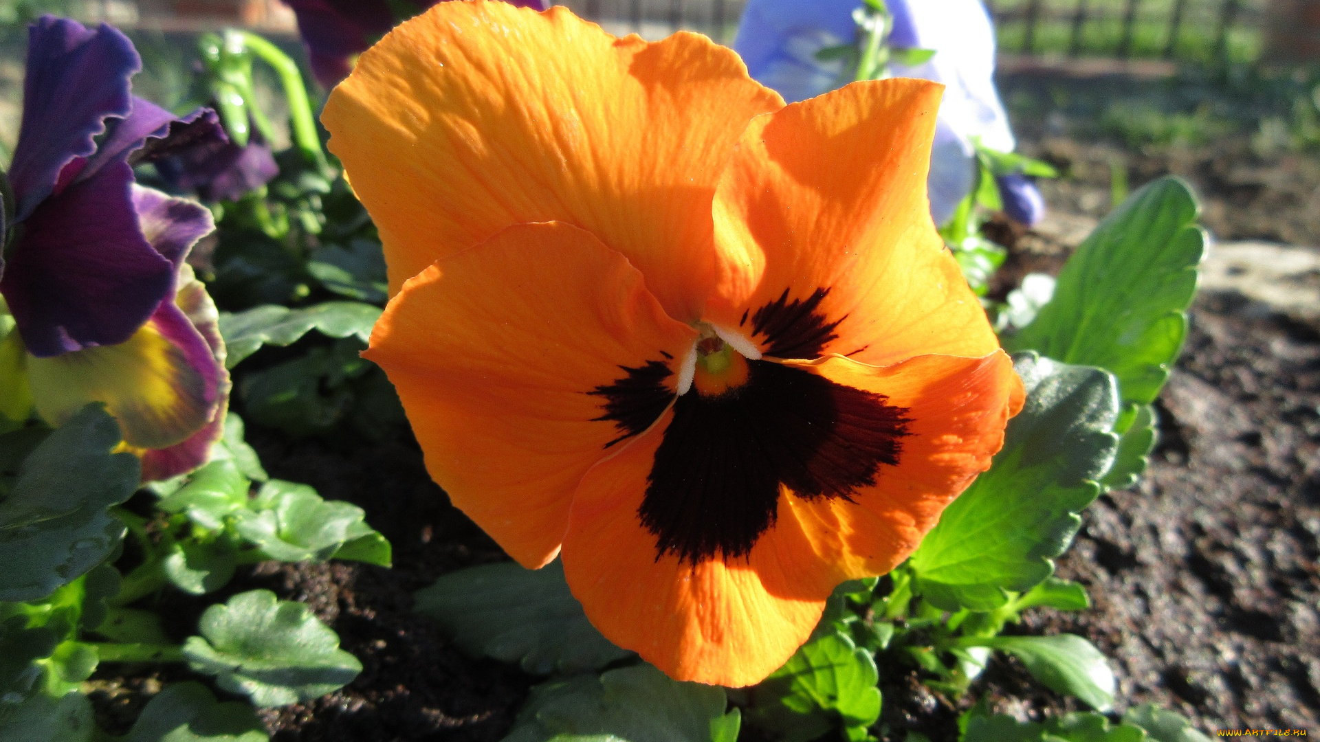 цветы, анютины, глазки, , садовые, фиалки, анютины, глазки