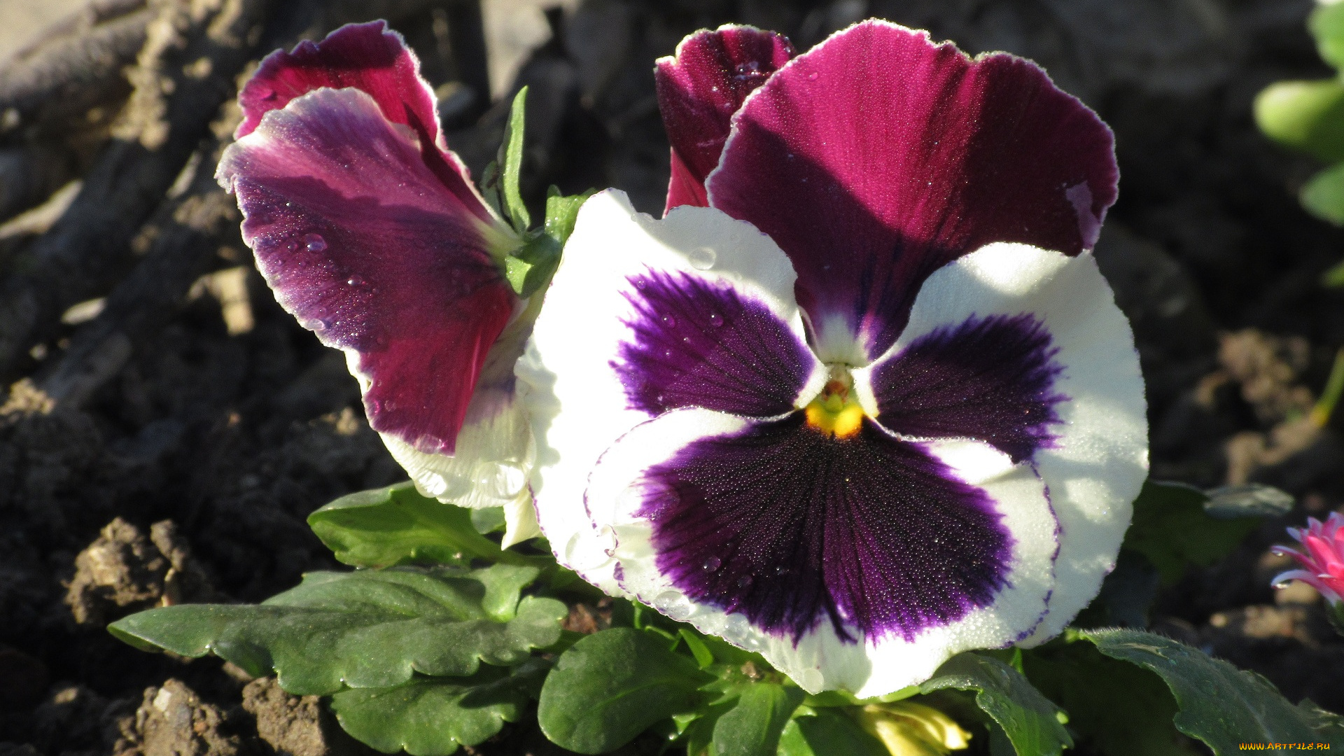 цветы, анютины, глазки, , садовые, фиалки, анютины, глазки