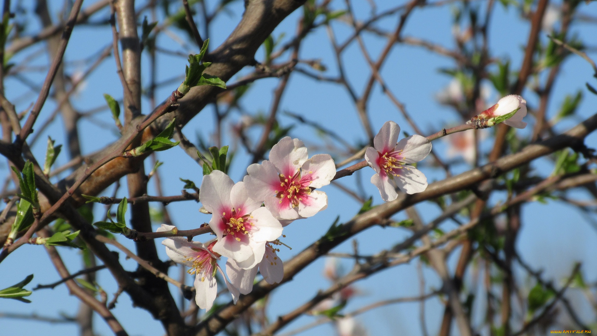 цветы, цветущие, деревья, , , кустарники, абрикос