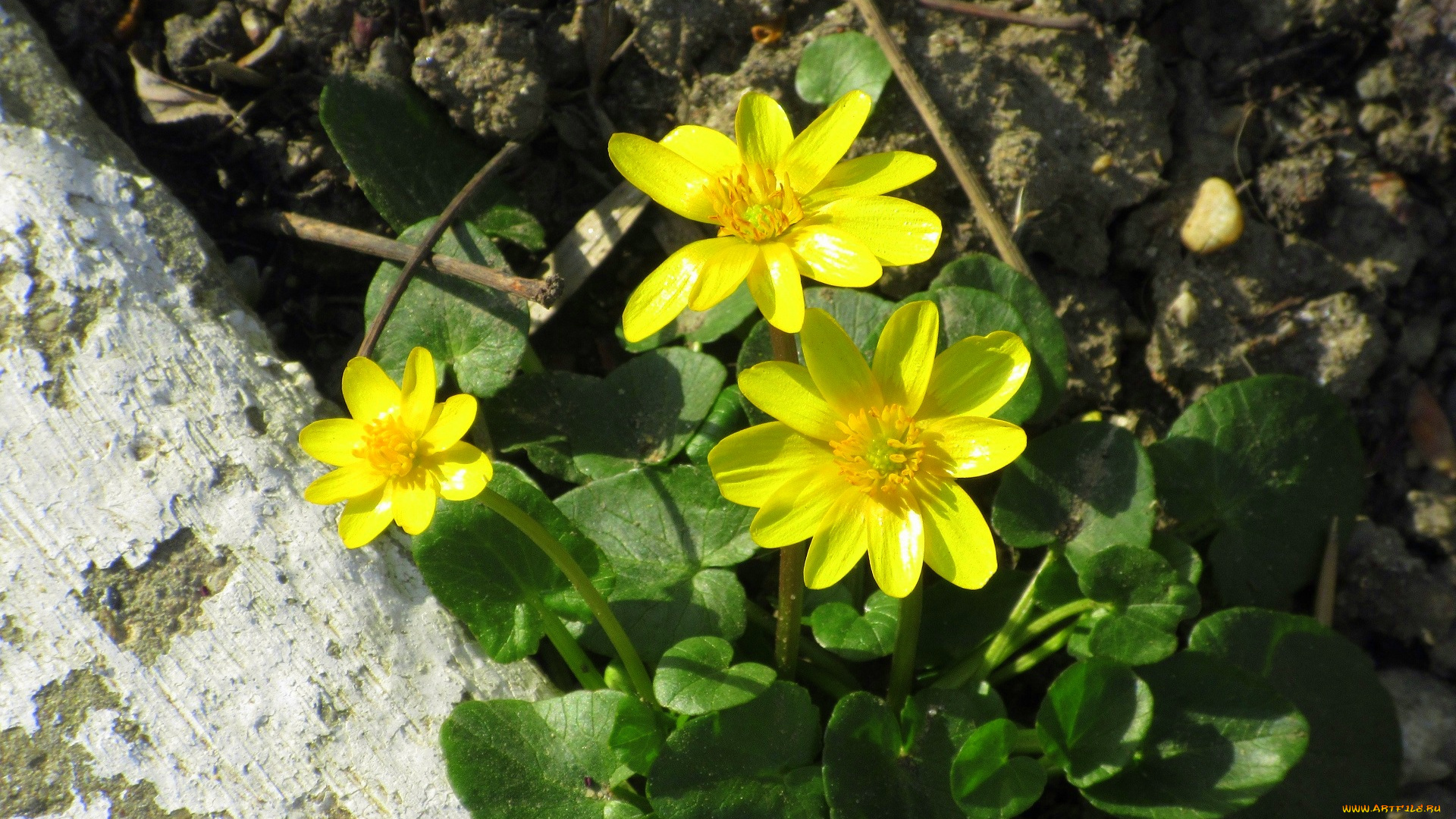цветы, калужницы, , лютики, жёлтые