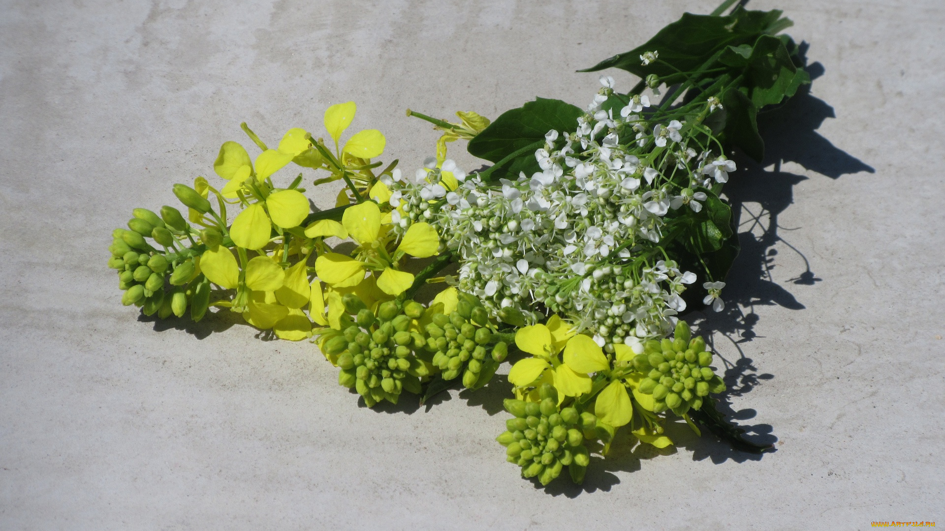 цветы, разные, вместе, букетик