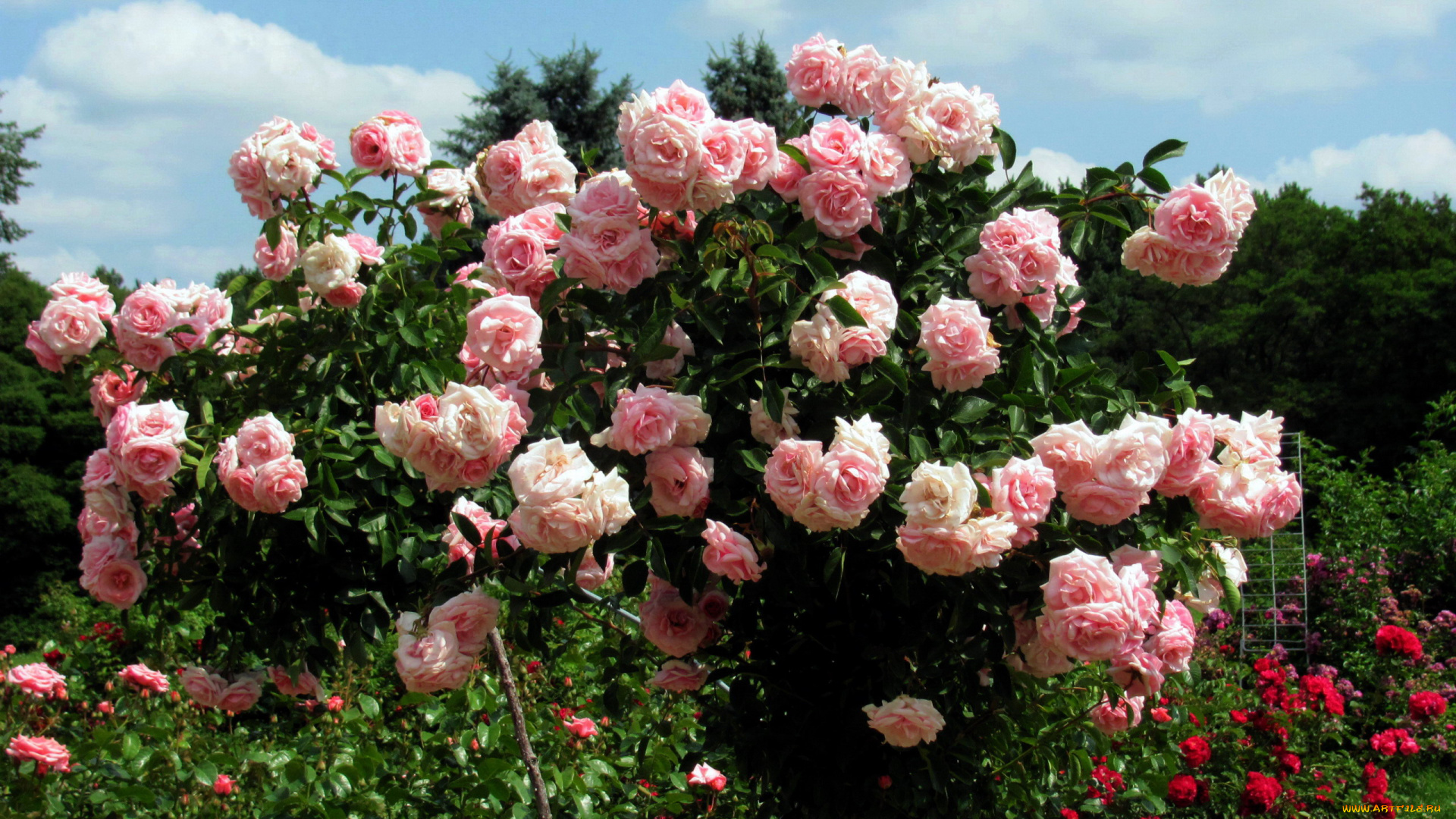 цветы, розы, розовые, куст