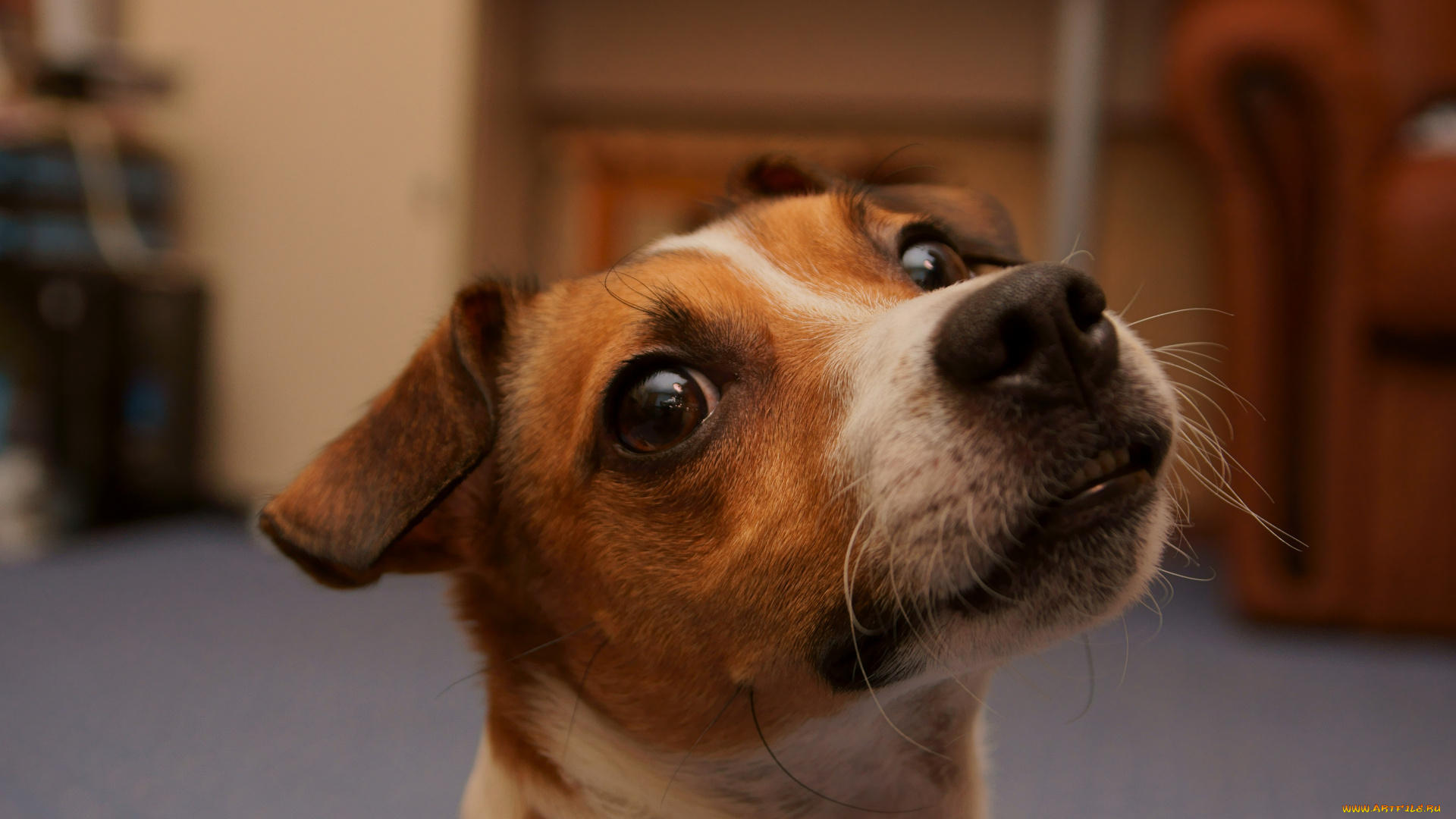 животные, собаки, собака, голова