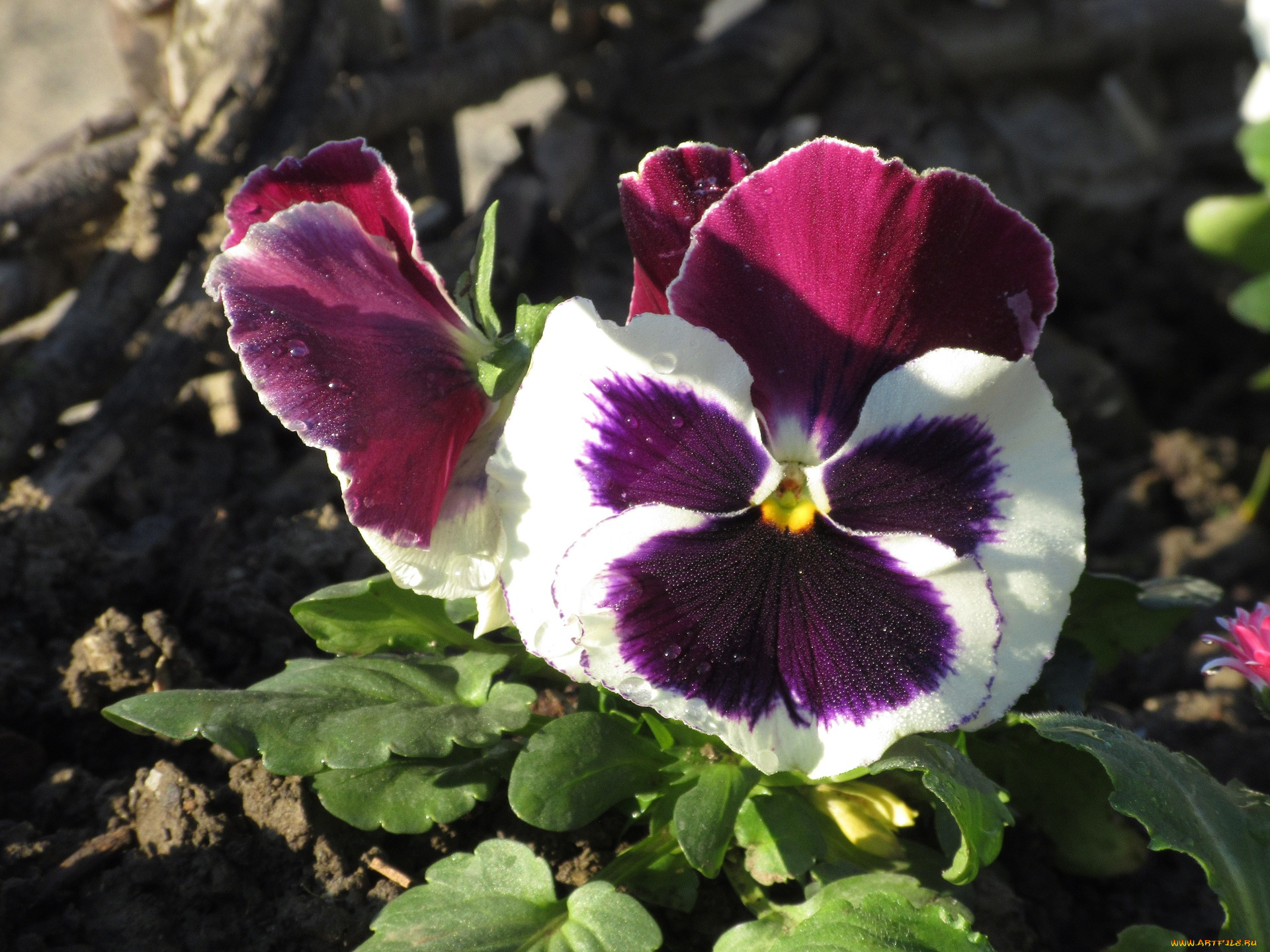 цветы, анютины, глазки, , садовые, фиалки, анютины, глазки