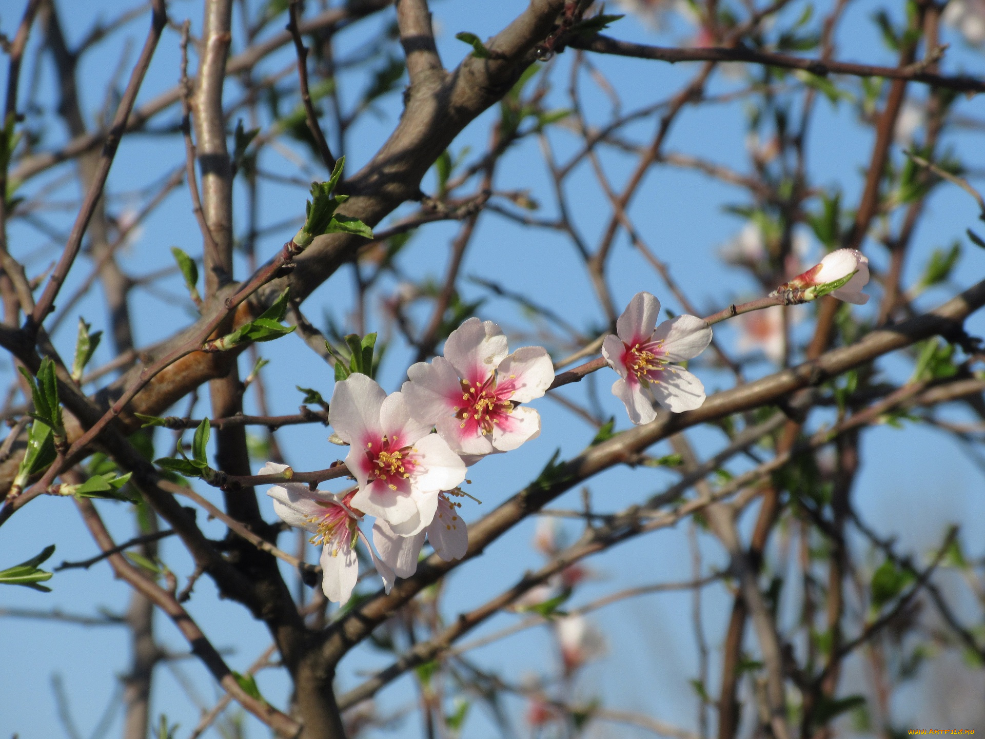 цветы, цветущие, деревья, , , кустарники, абрикос