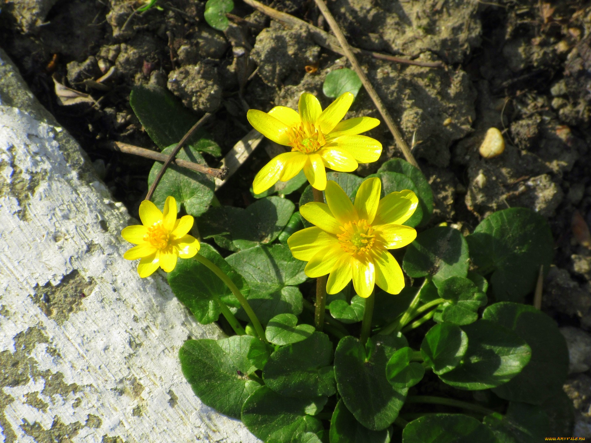 цветы, калужницы, , лютики, жёлтые