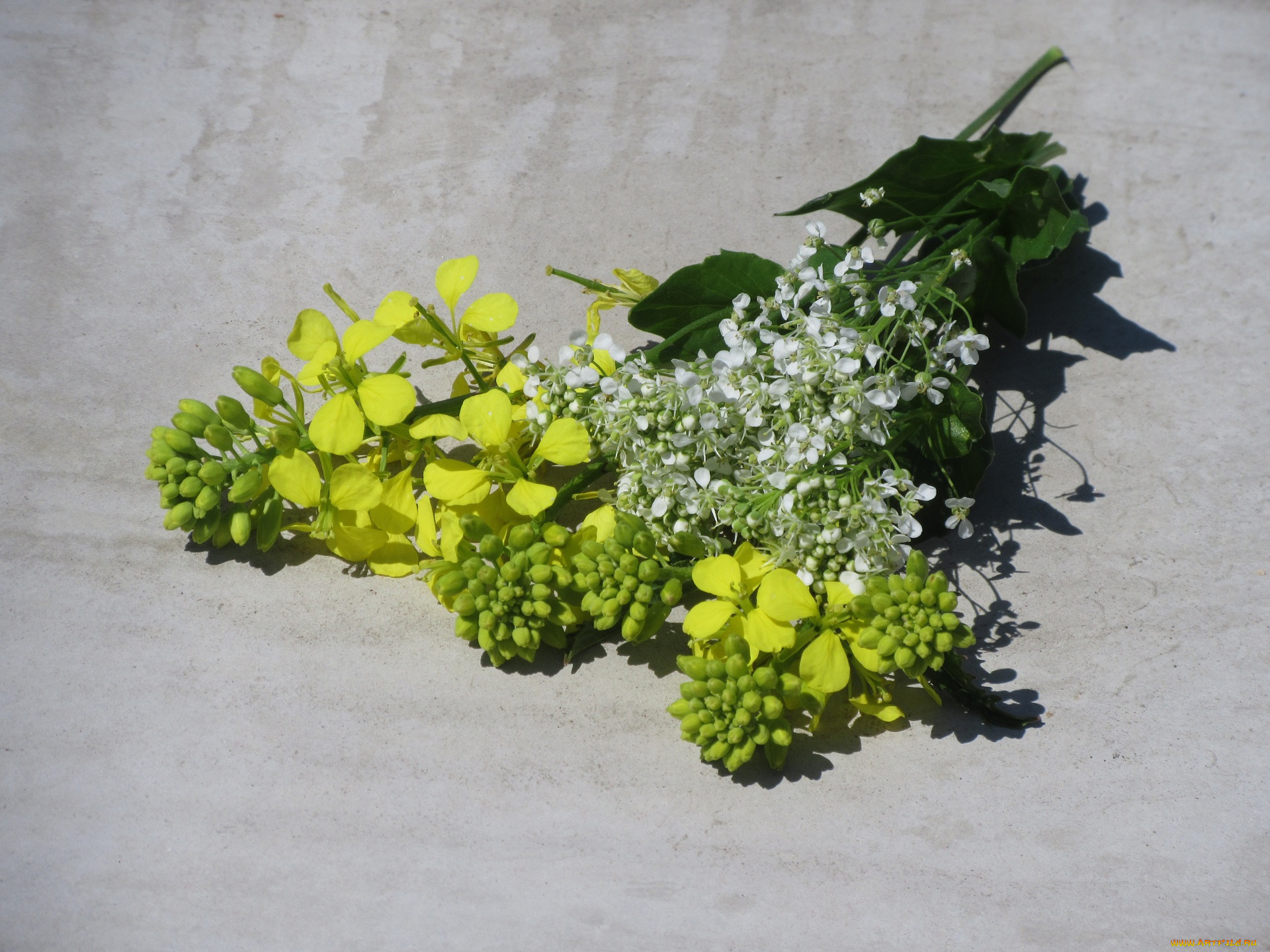 цветы, разные, вместе, букетик