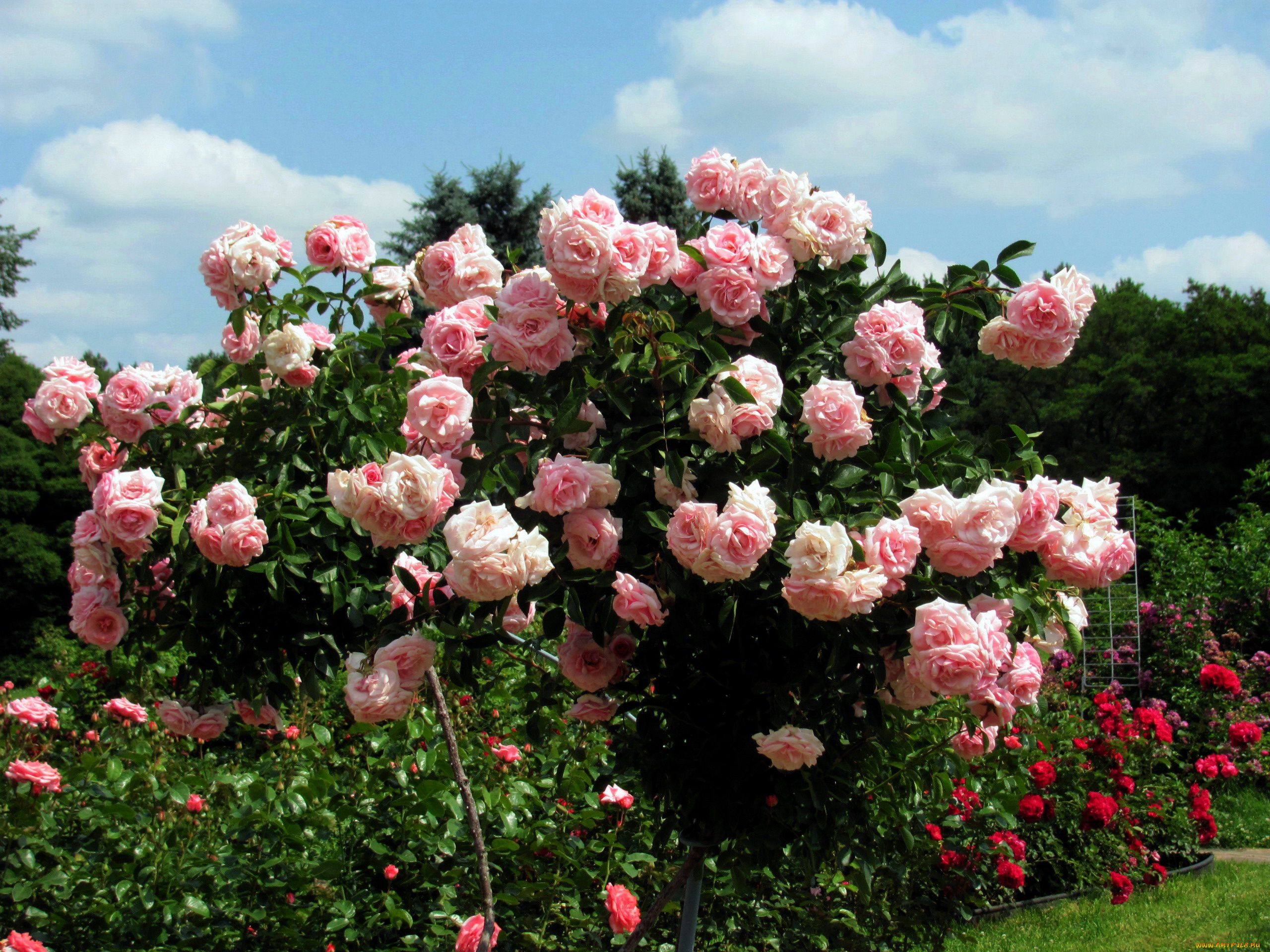 цветы, розы, розовые, куст