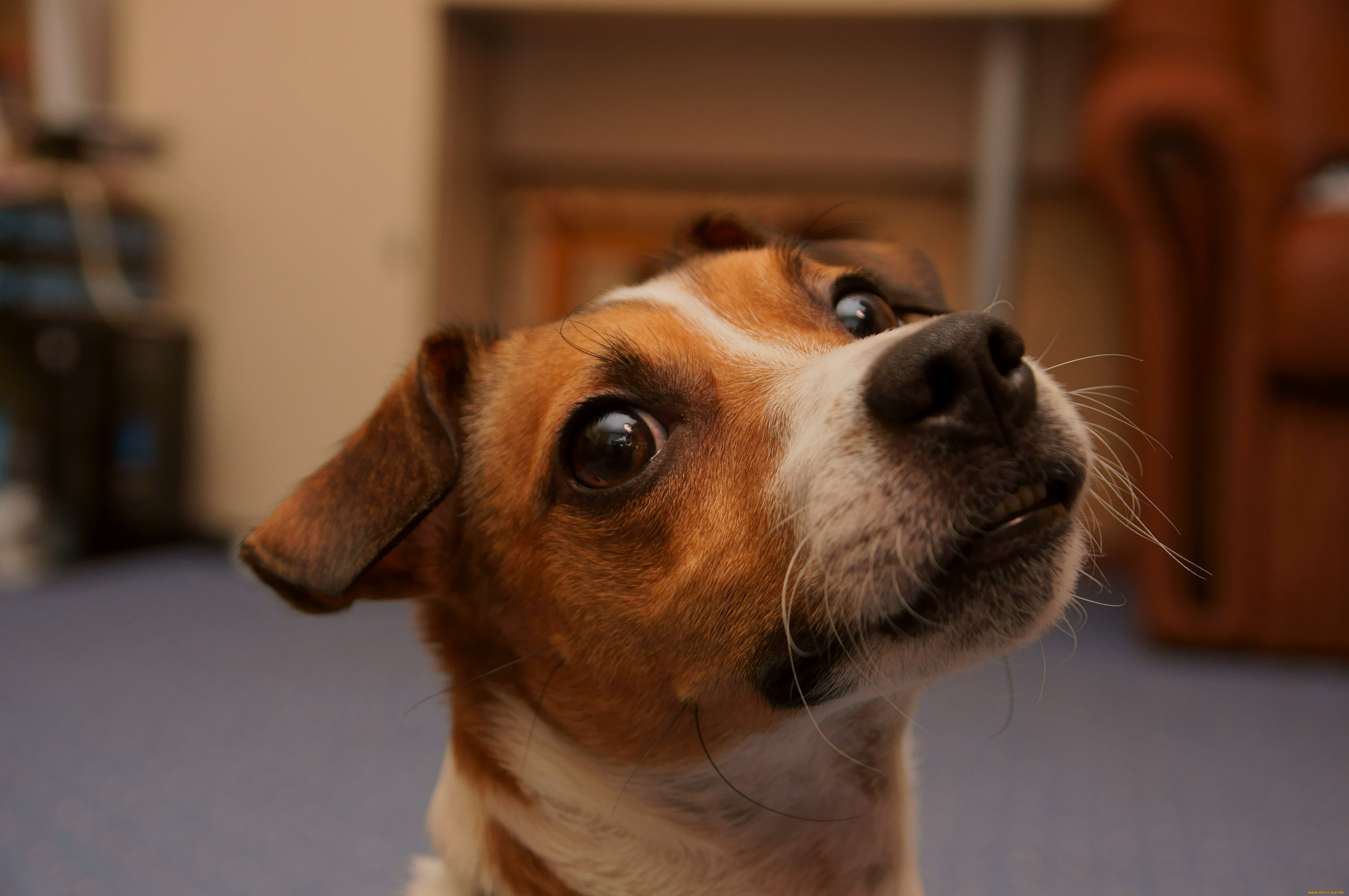 животные, собаки, собака, голова