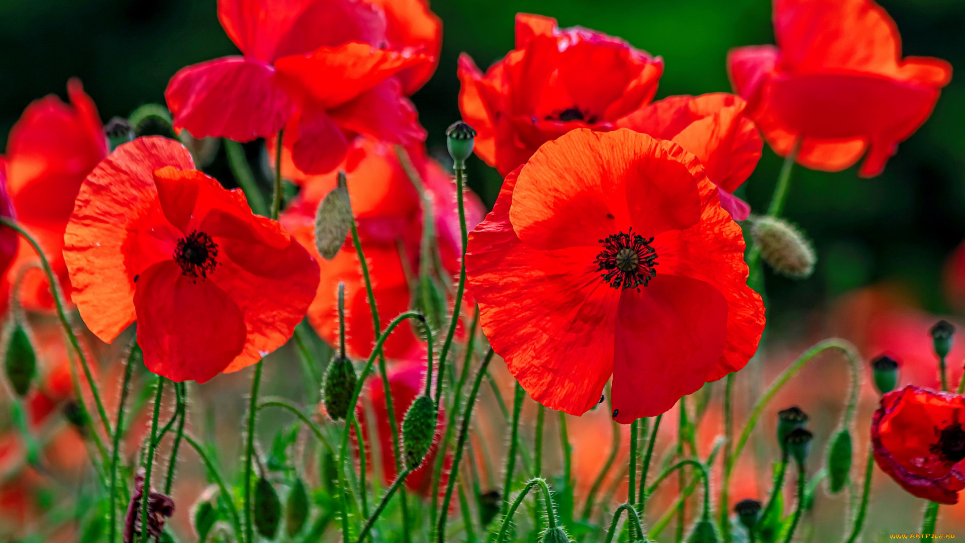 цветы, маки, алые, много