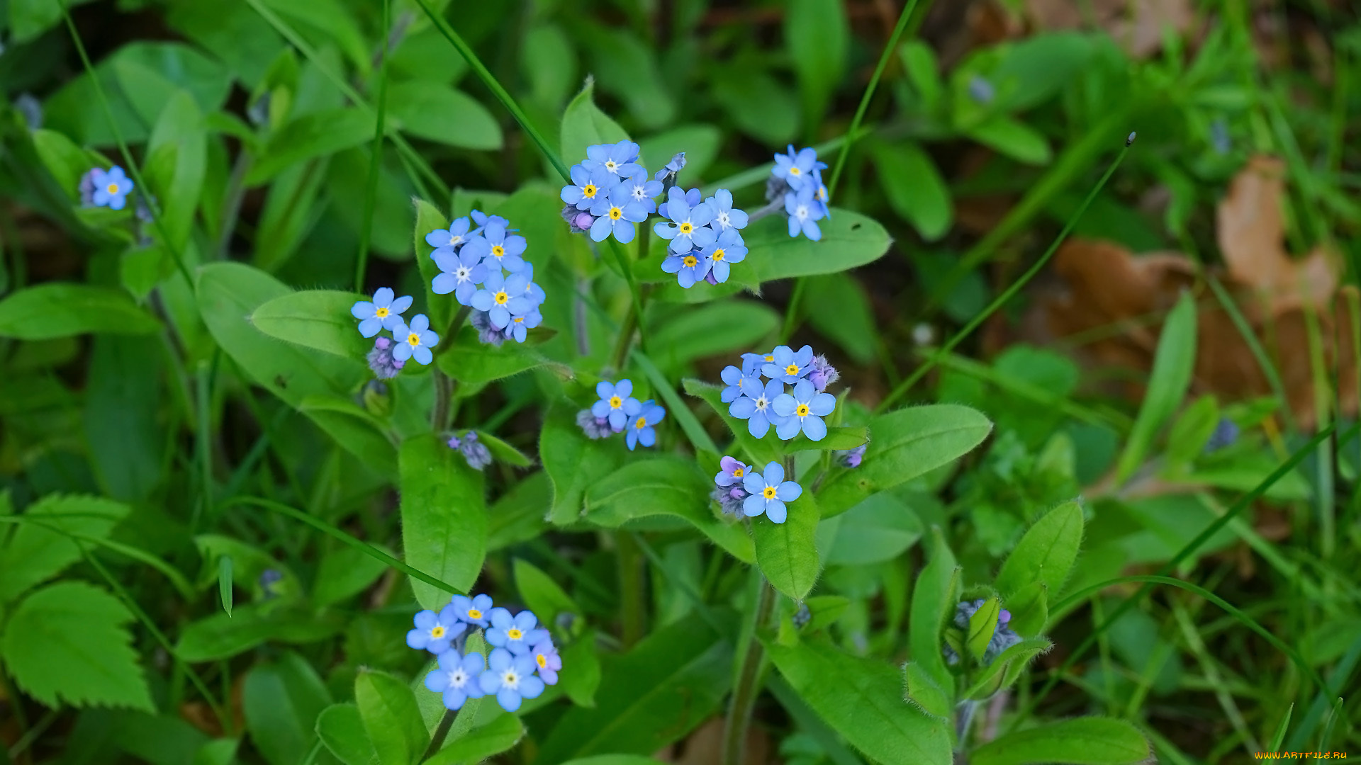 цветы, незабудки, голубые