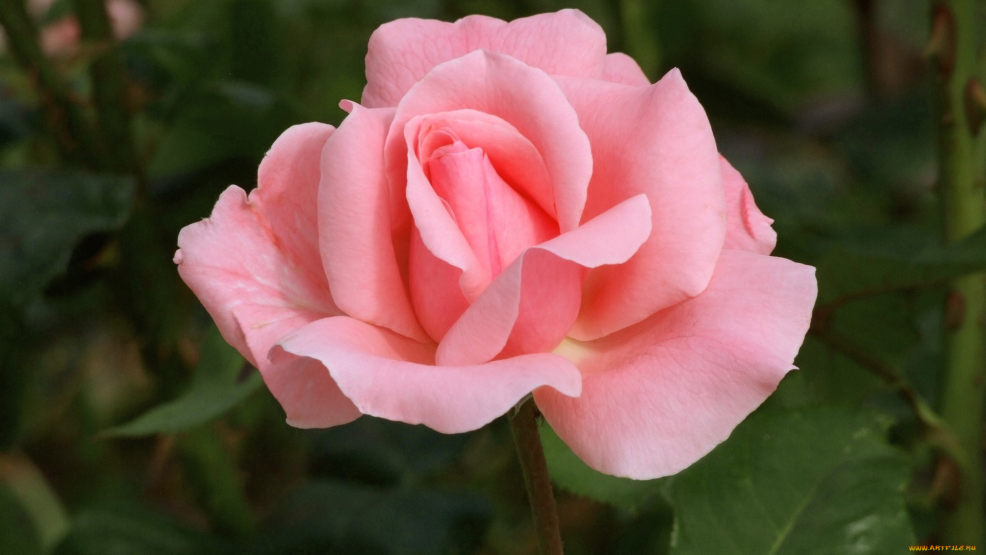 цветы, розы, розовая, роза, бутон