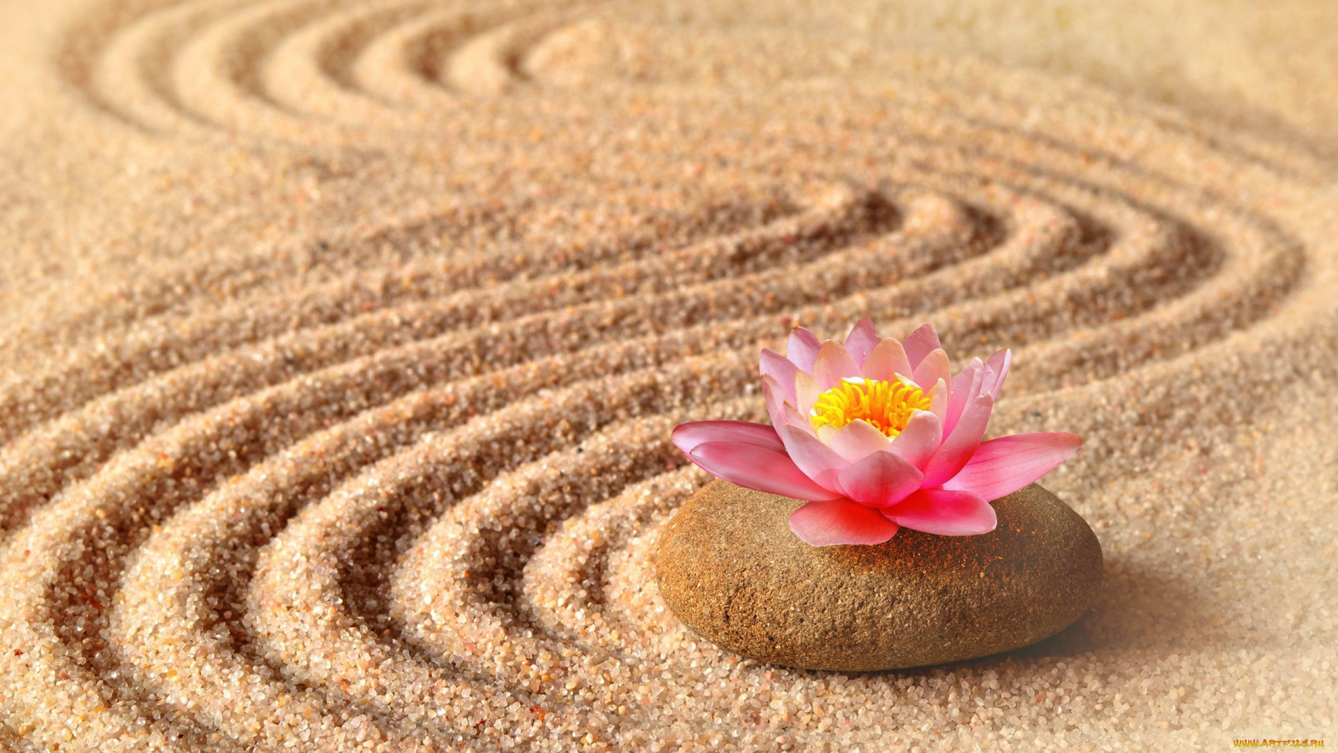 разное, ракушки, , кораллы, , декоративные, и, spa-камни, песок, лотос, камень