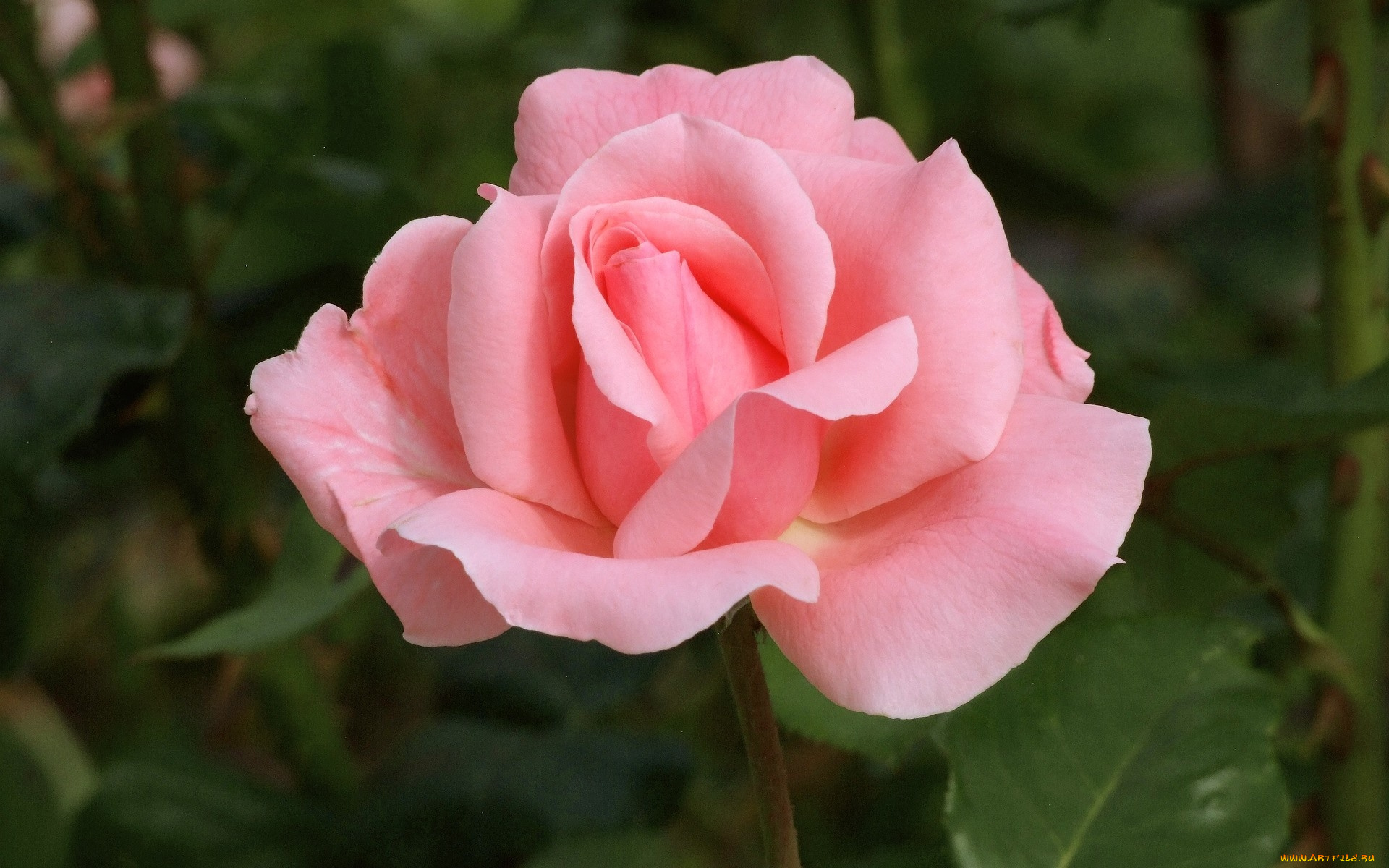 цветы, розы, розовая, роза, бутон