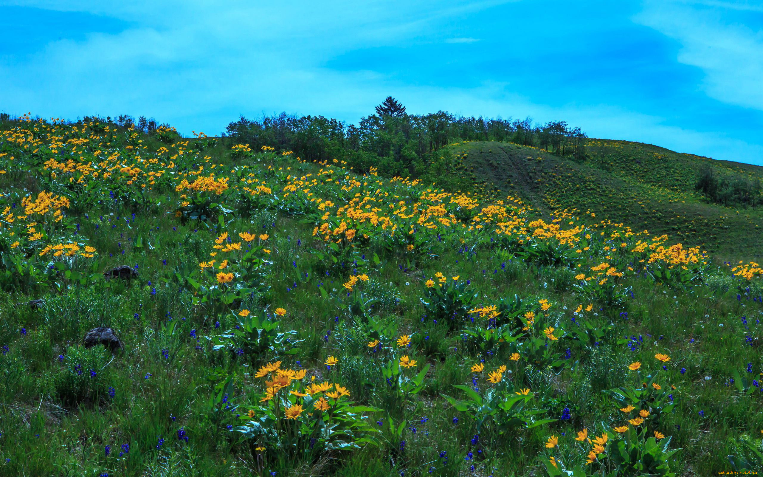природа, луга, трава, луг, цветы