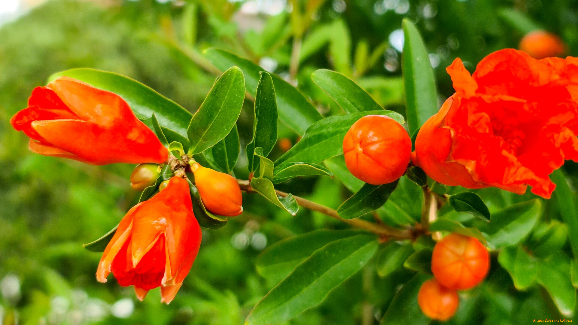 flowering, pomegranate, цветы, цветущие, овощи, , ягоды, flowering, pomegranate