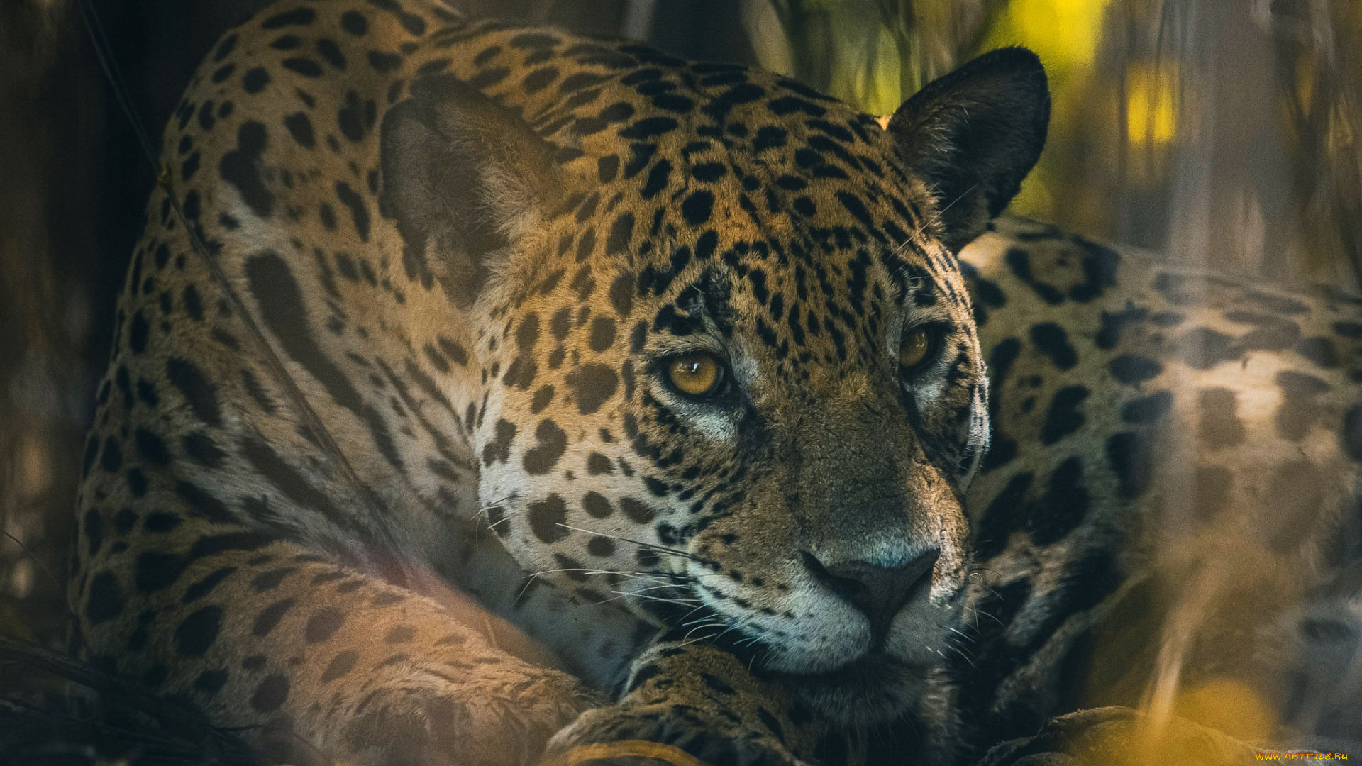 животные, леопарды, леопард