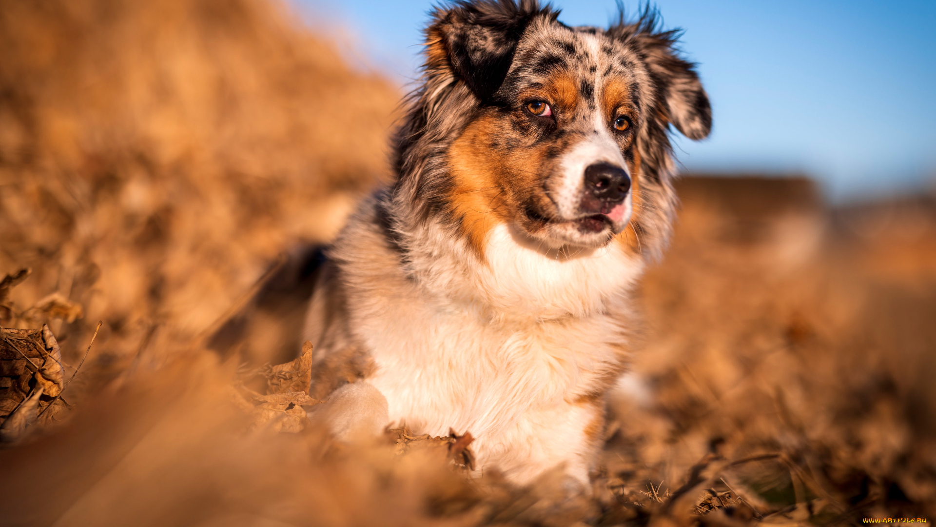 животные, собаки, собака
