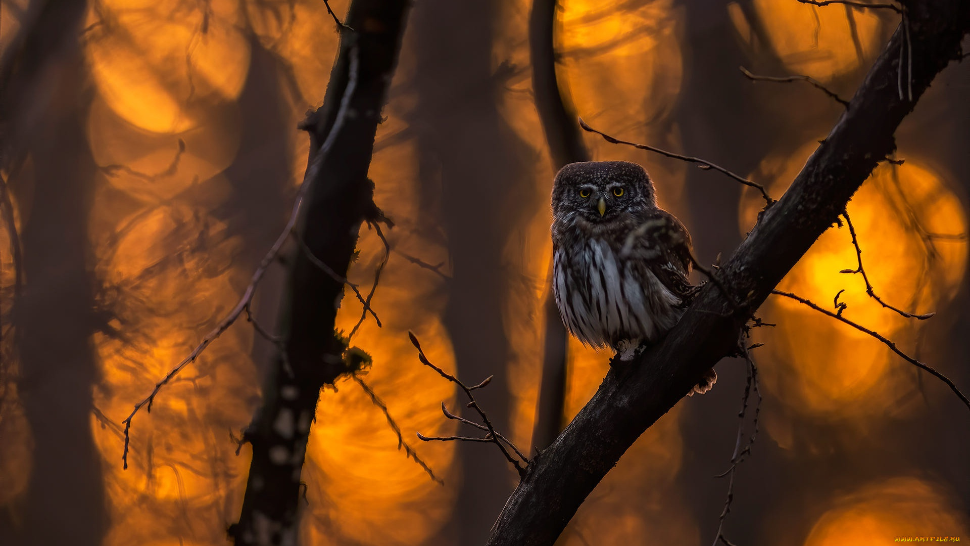 животные, совы, сова
