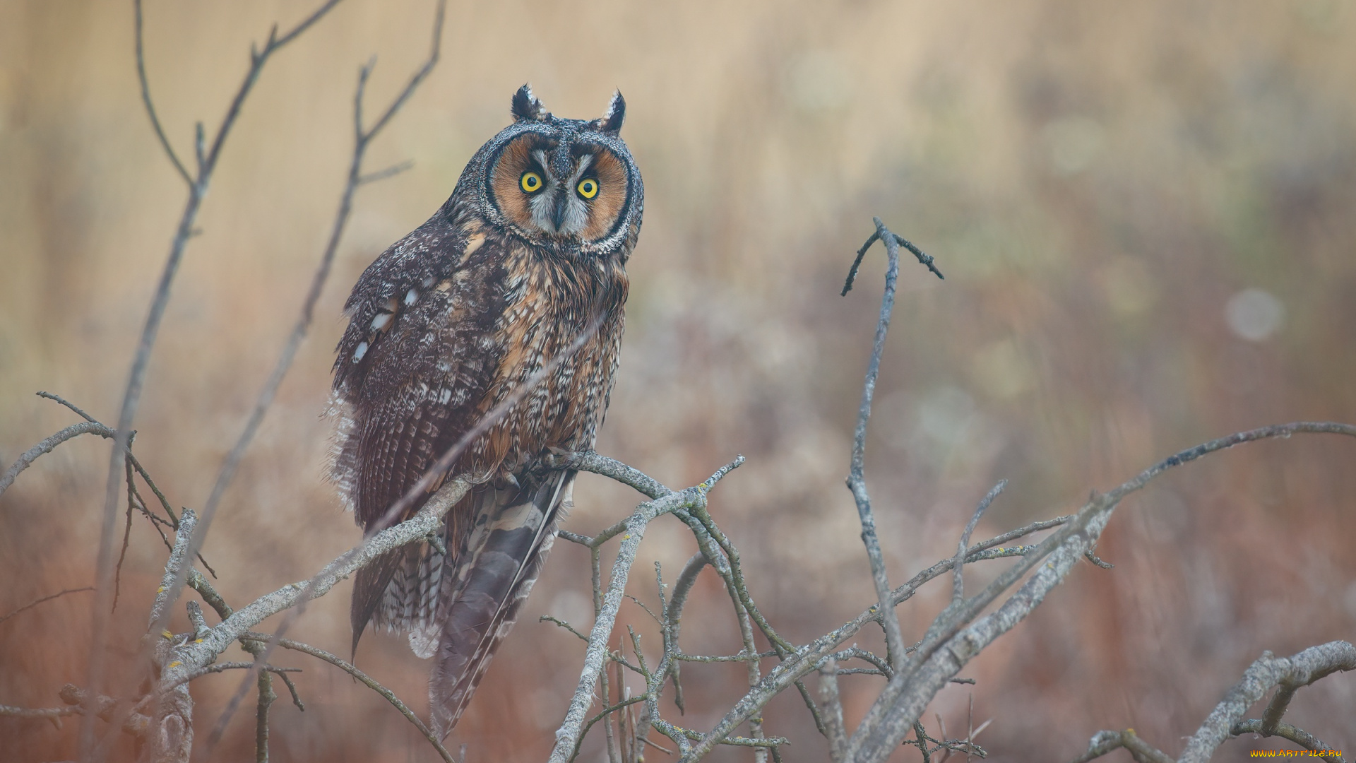 животные, совы, сова