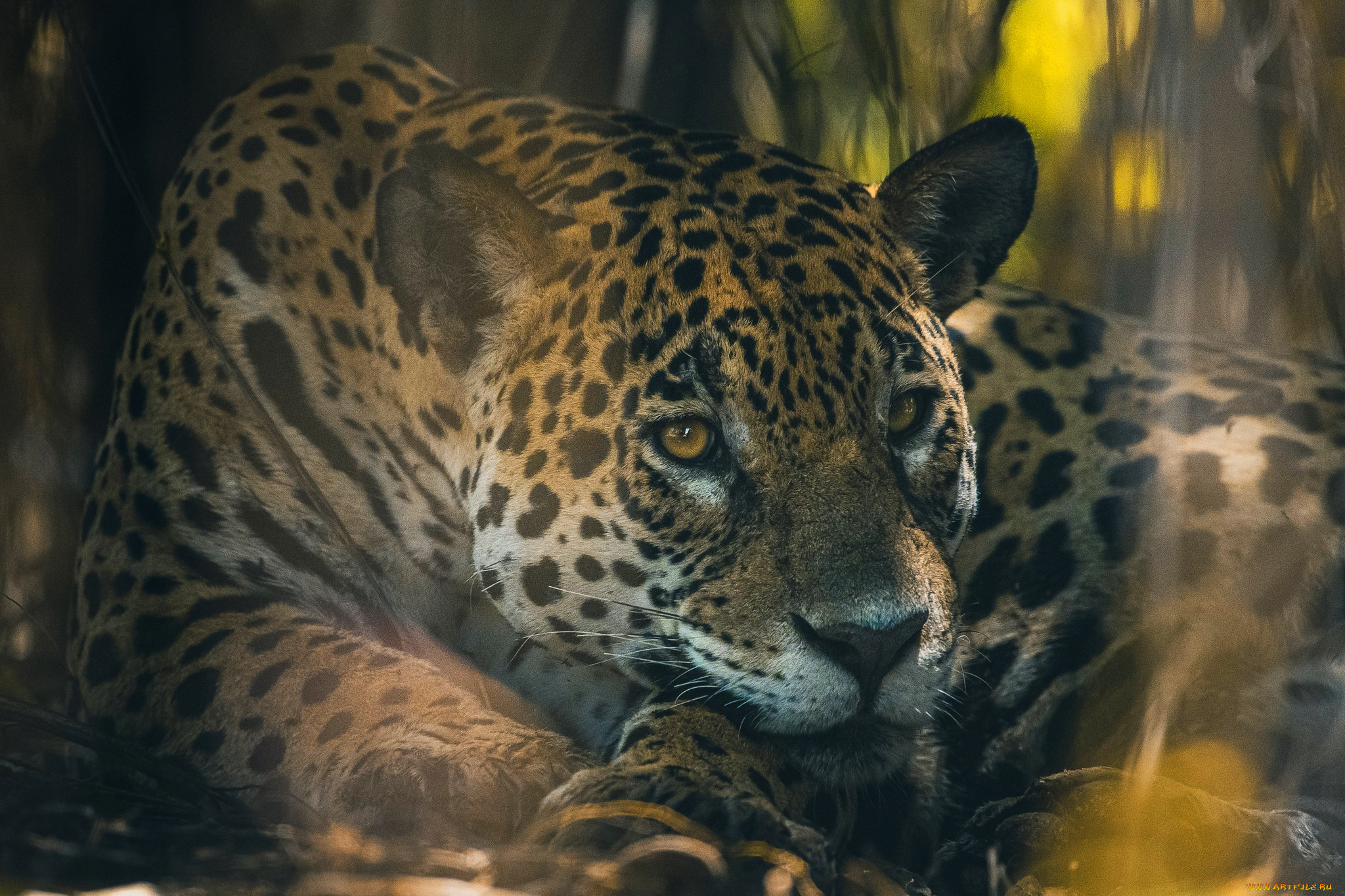 животные, леопарды, леопард