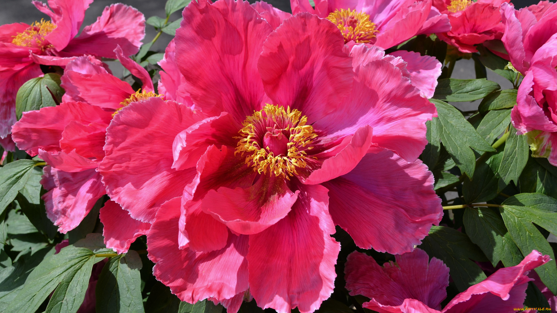 цветы, пионы, макро, розовый, пион, древовидный