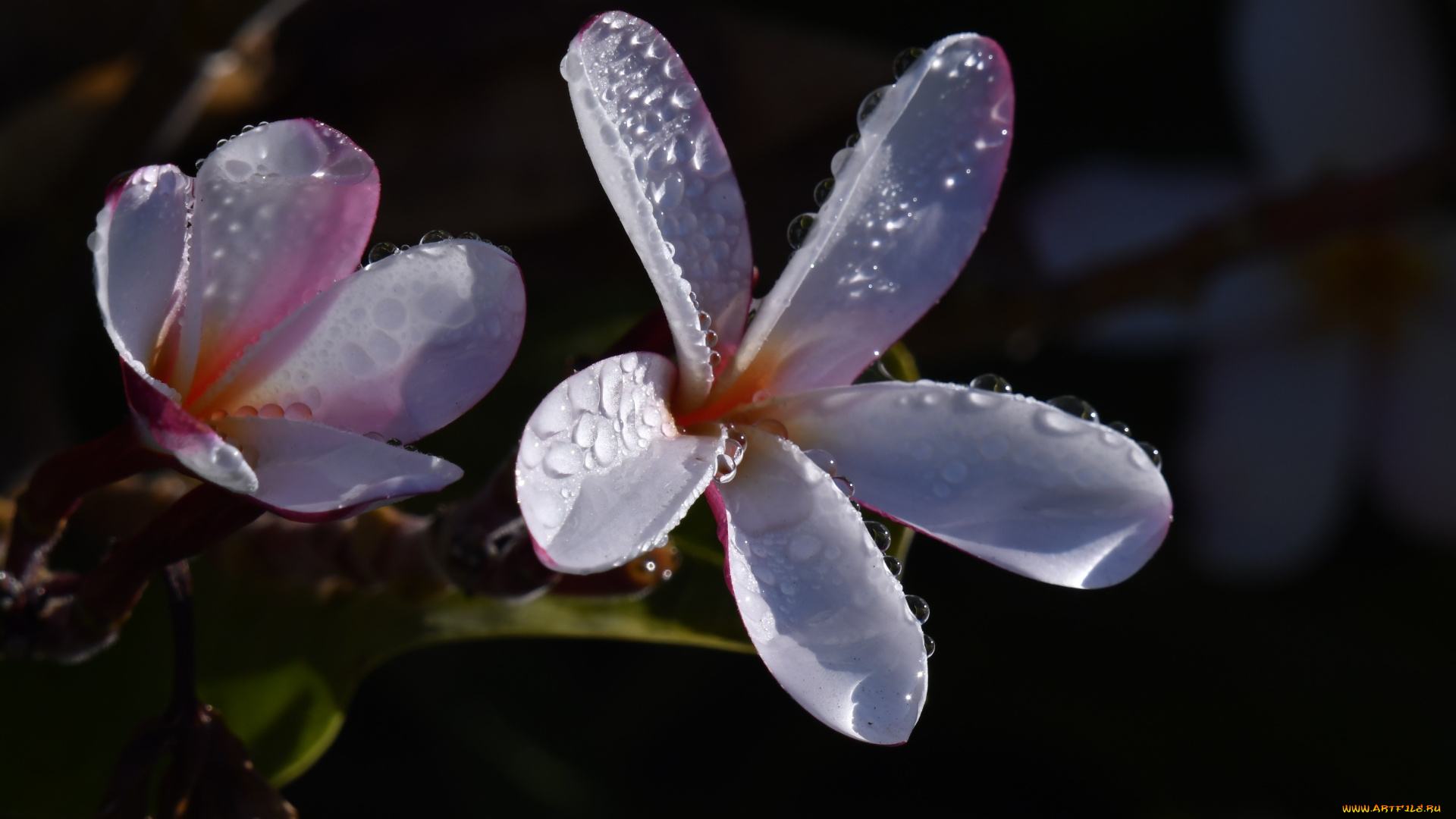 цветы, плюмерия, бутоны, капли