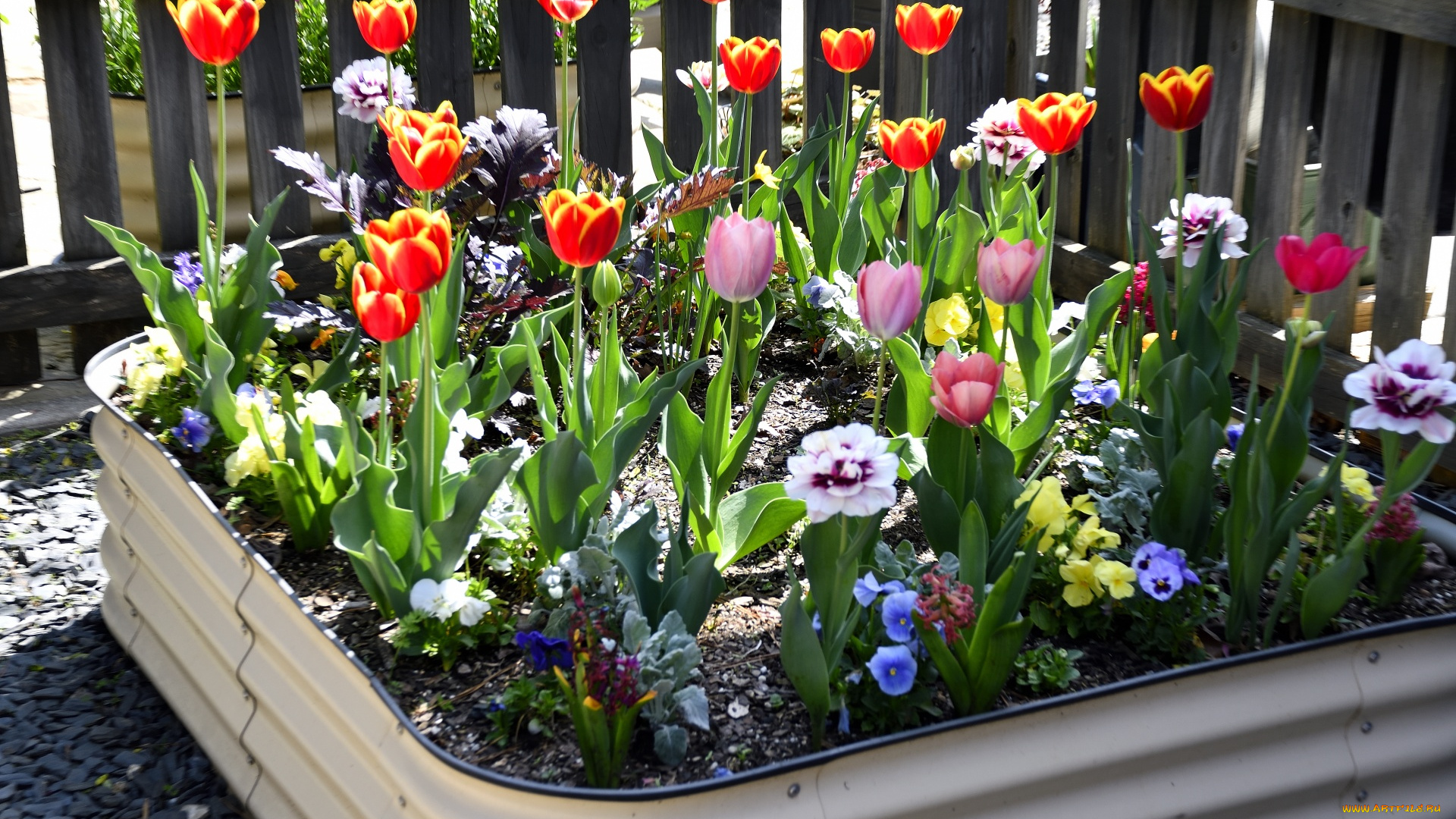 цветы, разные, вместе, клумба, тюльпаны, гиацинты, анютины, глазки