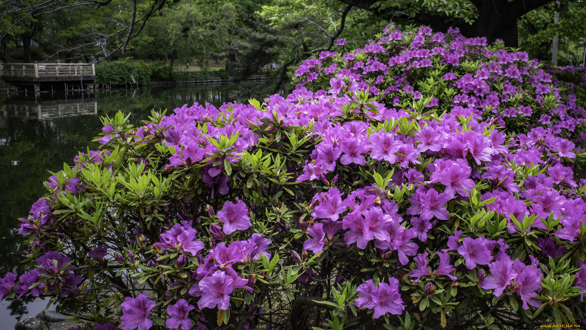 цветы, рододендроны, , азалии, розовый, рододендрон, куст