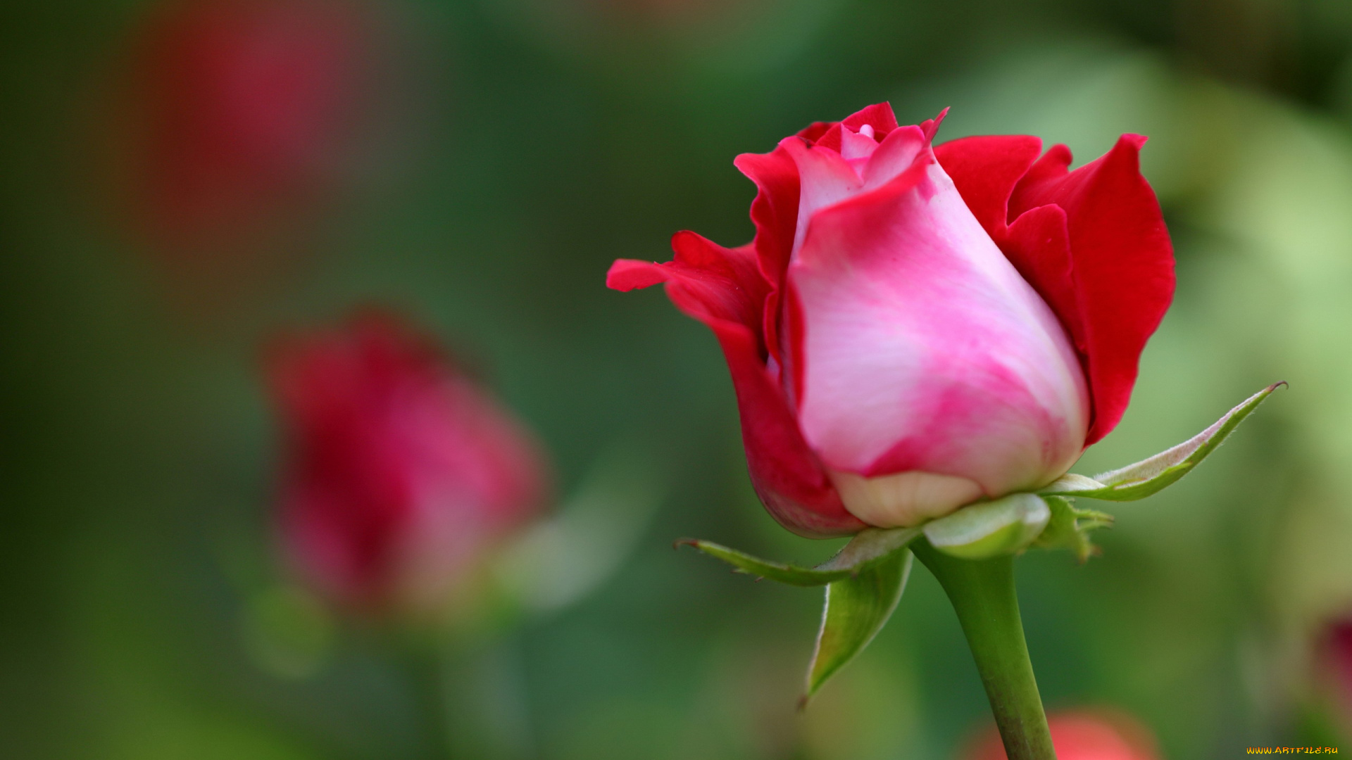 цветы, розы, алая, роза, бутон