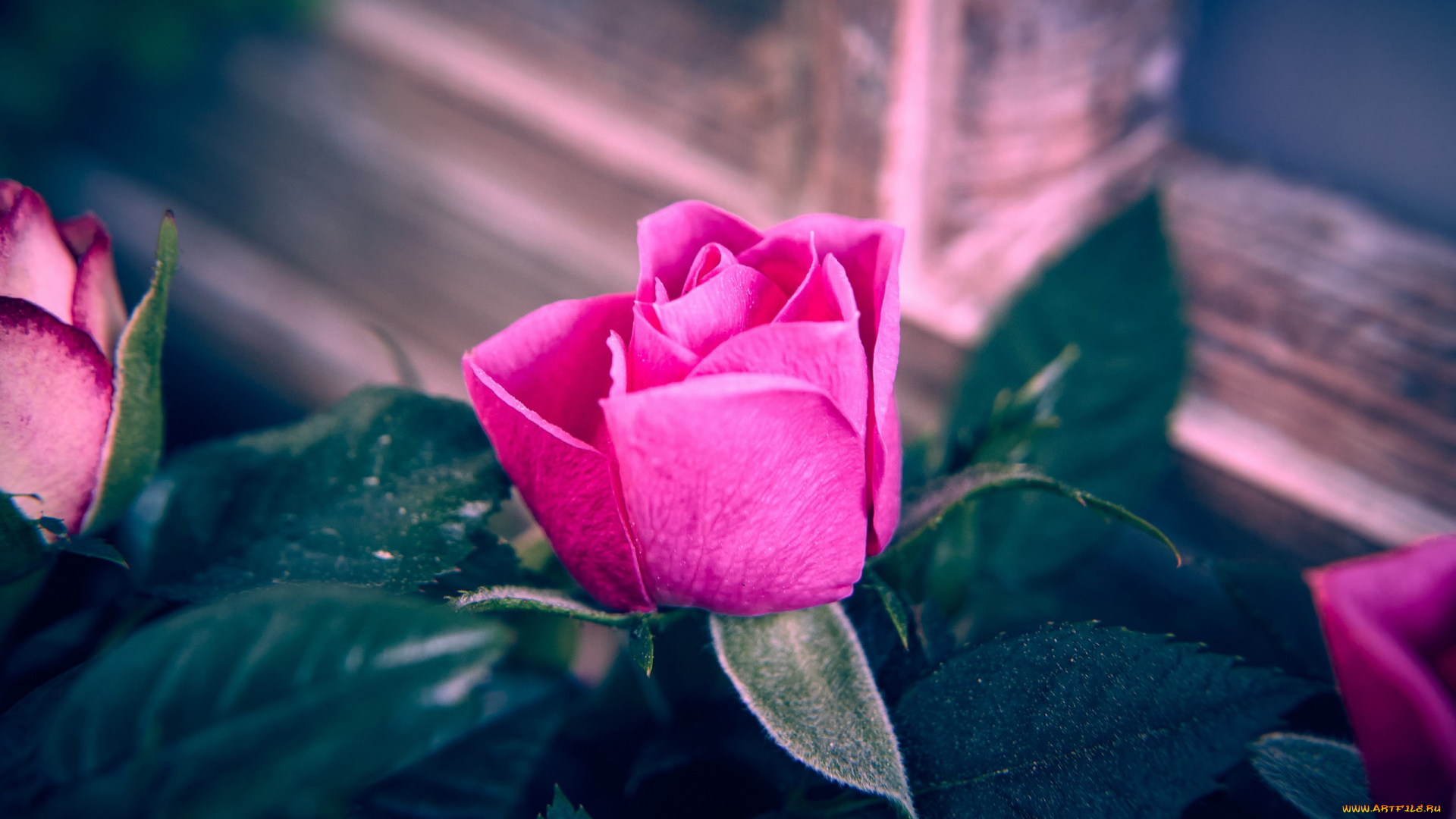 цветы, розы, розовая, роза, бутон