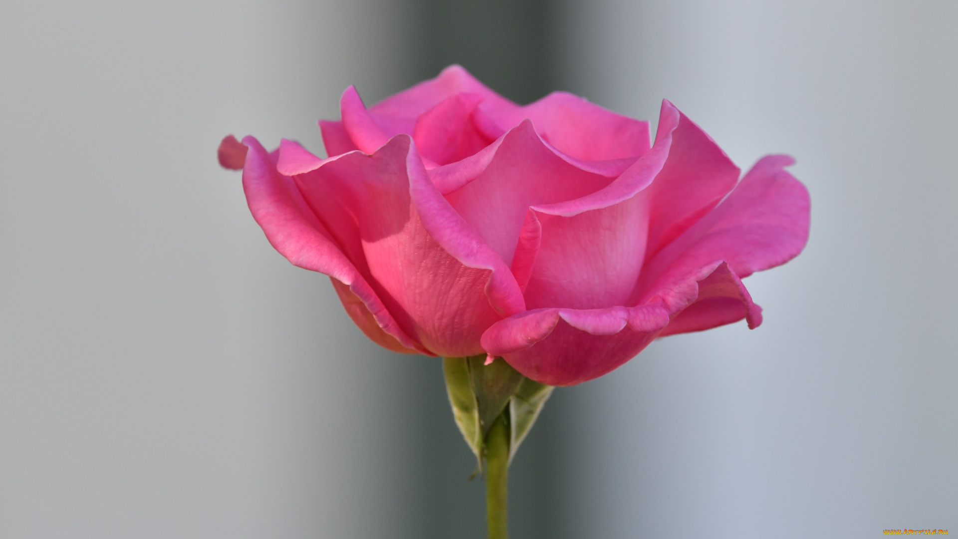 цветы, розы, розовая, роза, бутон