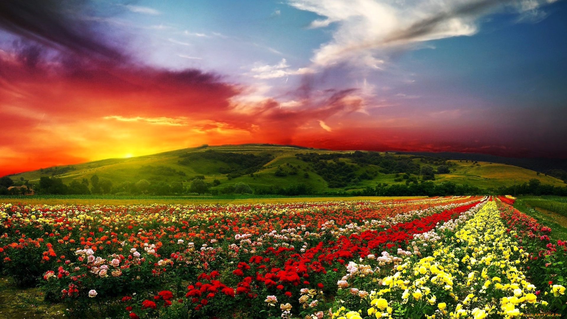 природа, поля, небо, облака, закат, холмы, розы