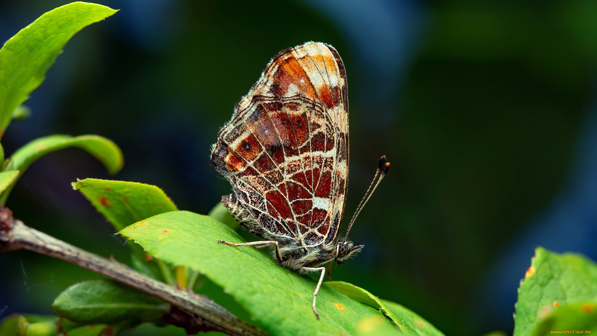 животные, бабочки, , мотыльки, , моли, бабочка