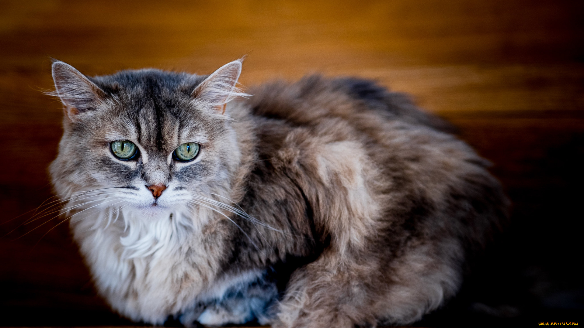 животные, коты, кот, кошка