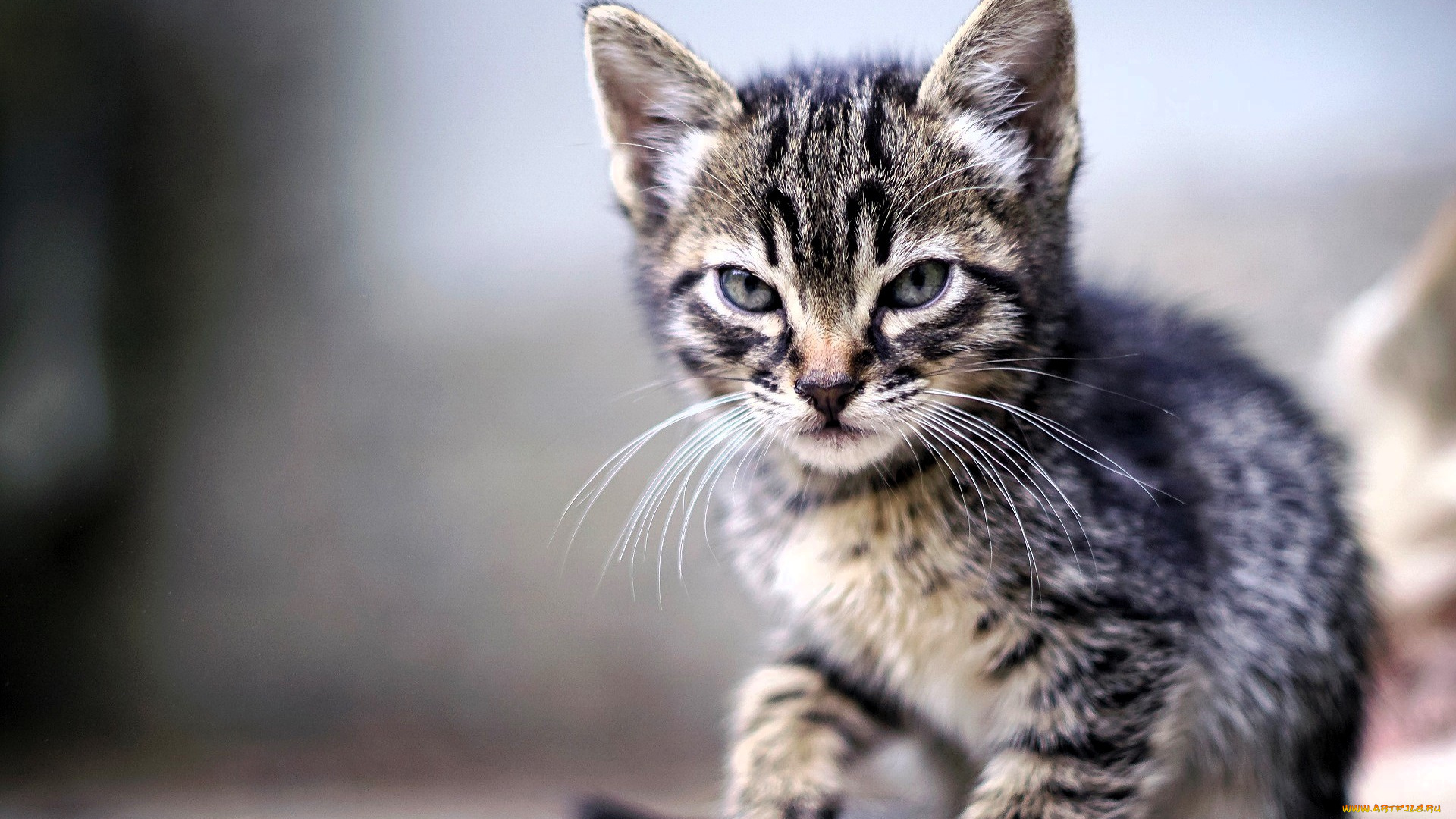 животные, коты, котенок, серый, полосатый, взгляд
