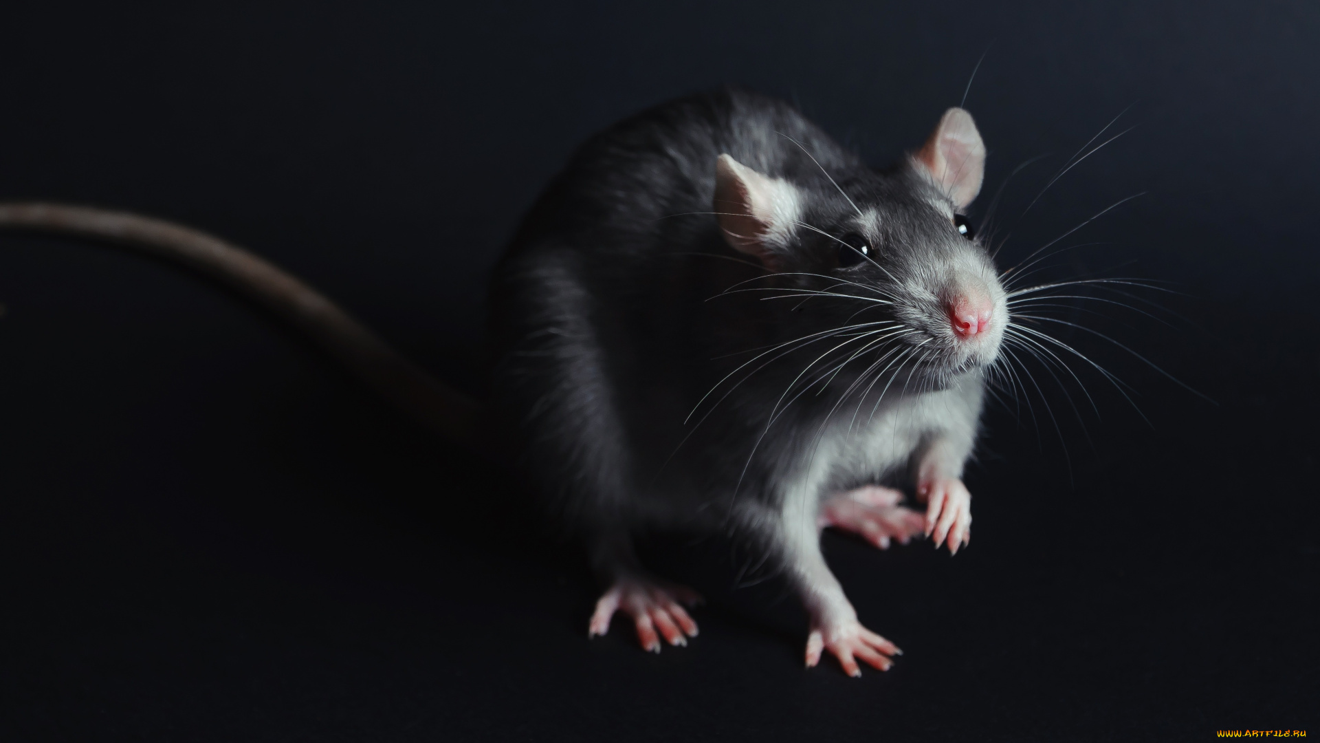 животные, крысы, , мыши, крыса