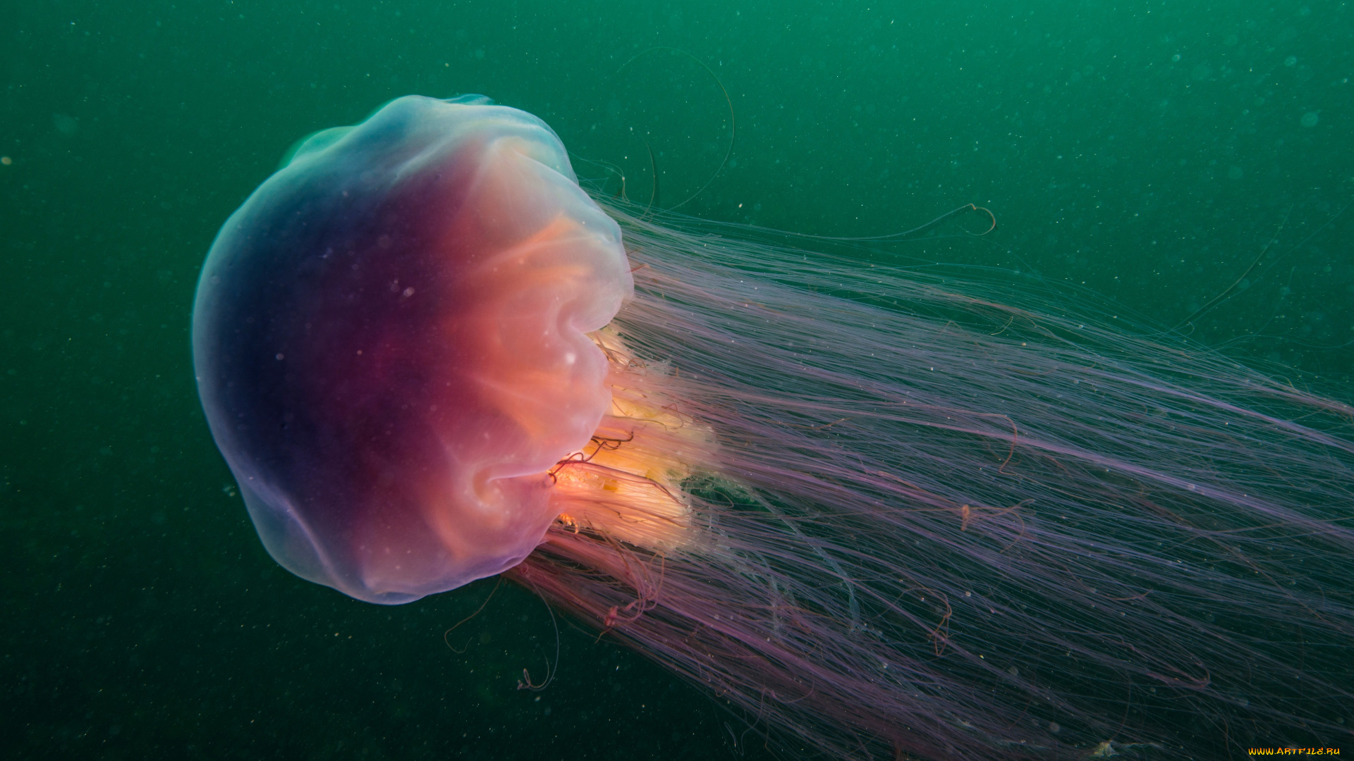 животные, медузы, медуза