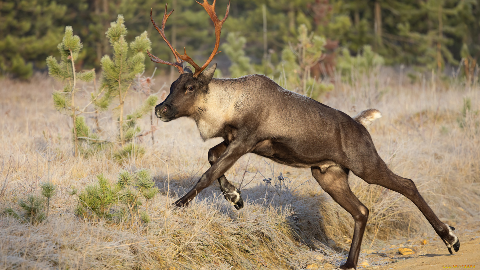 животные, олени, олень