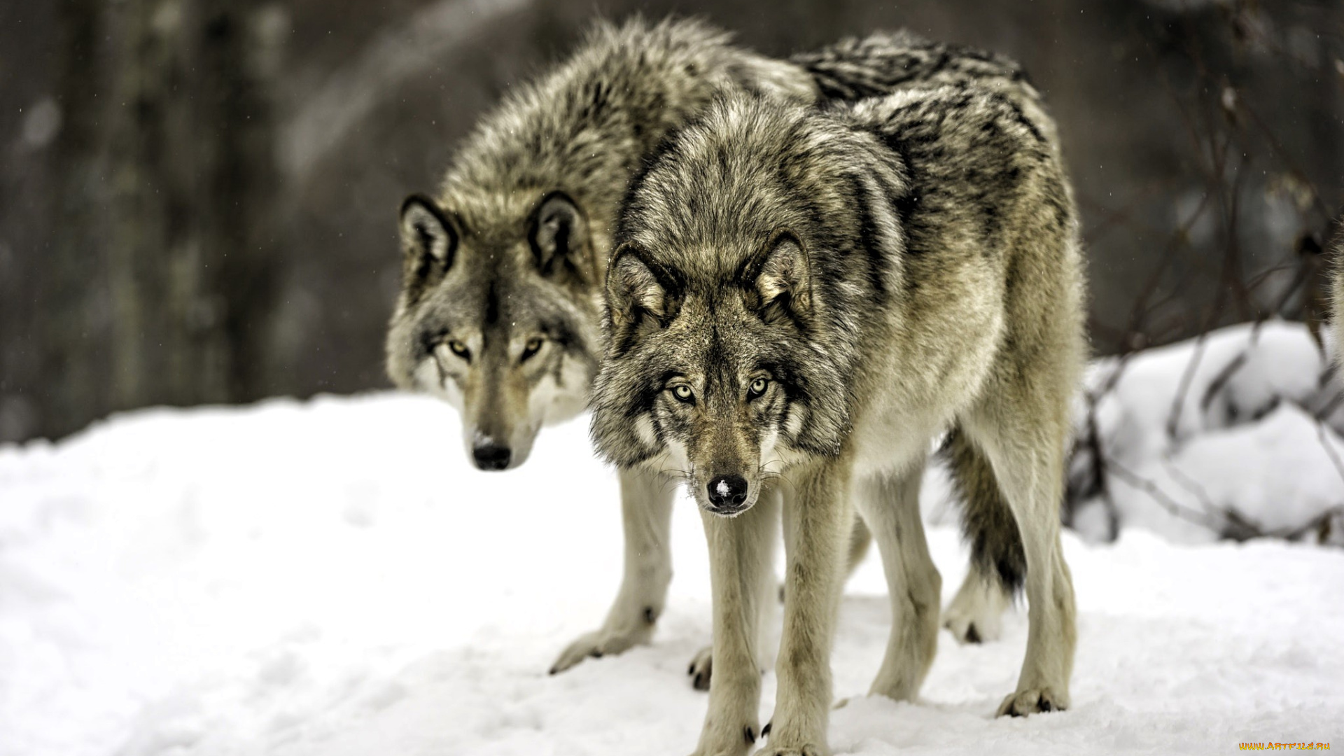 животные, волки, , койоты, , шакалы, пара, снег, зима, лес